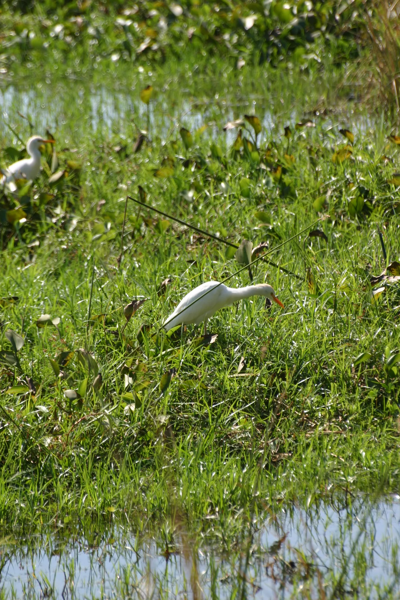 Koereiger (Eng. Cattle egret, <i>Bubulcus ibis</i>) [Mana Pools]