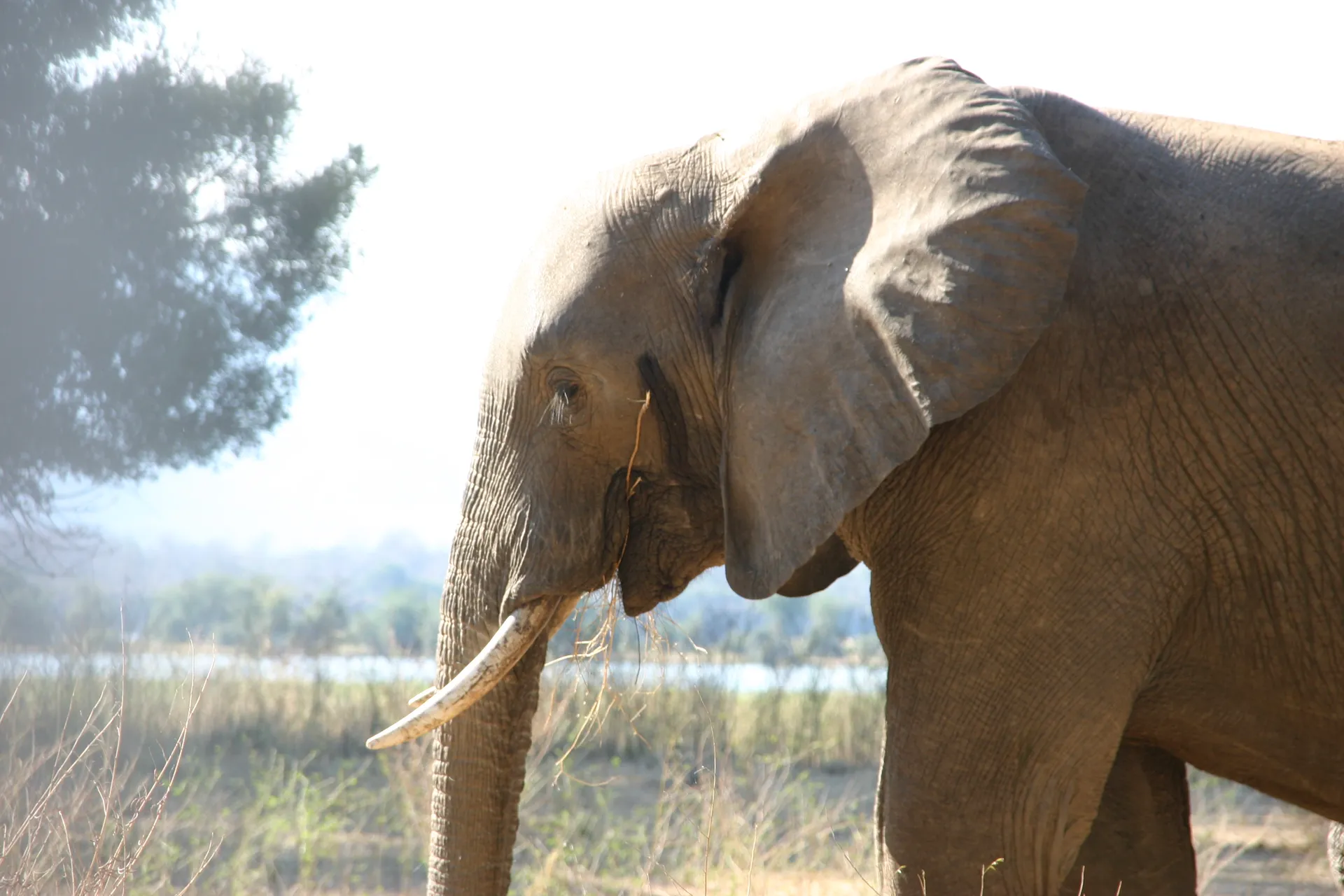 Dorre grassprieten en lange wimpers [Mana Pools]