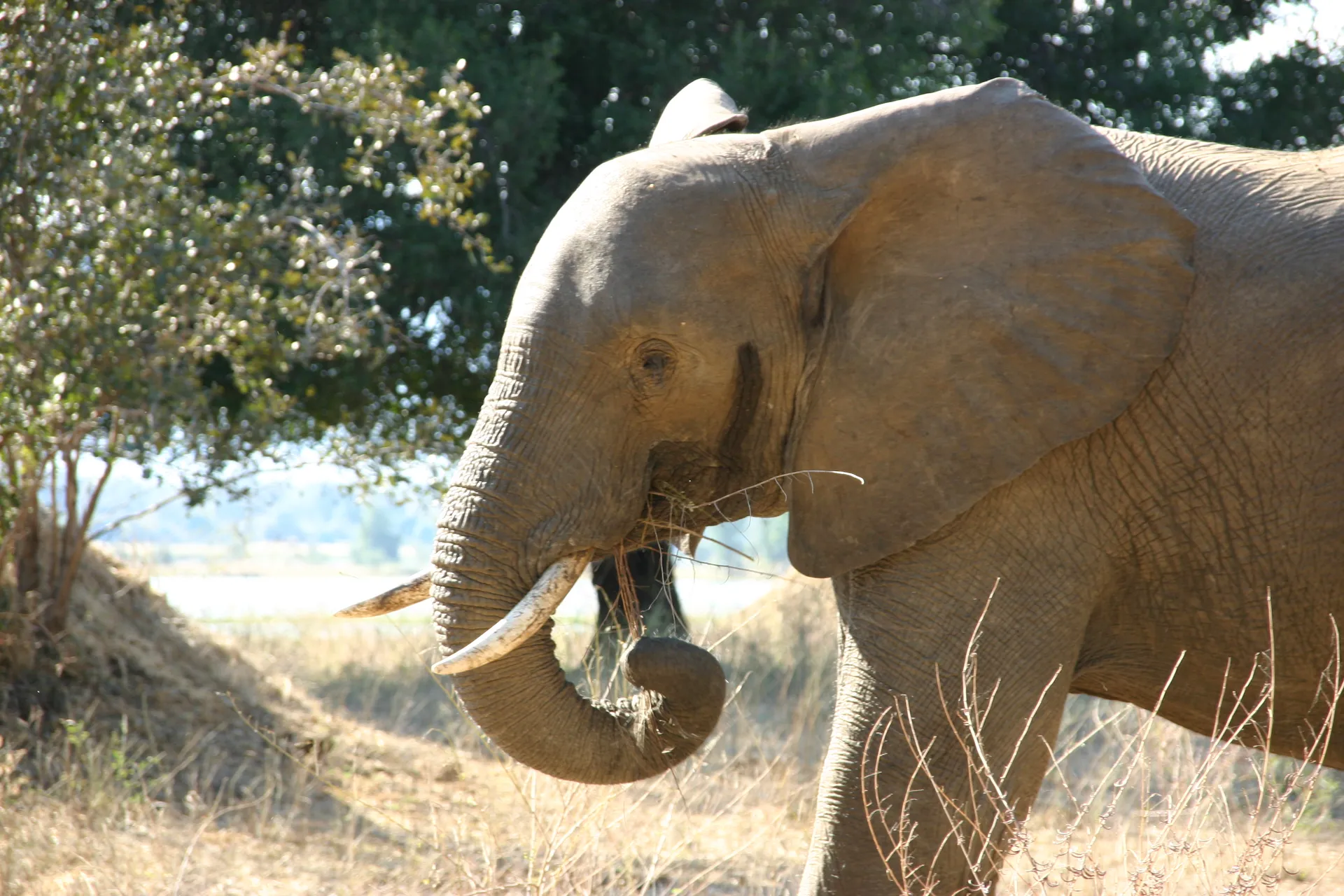 Heerlijk toch zo´n hapje dor gras ... [Mana Pools]