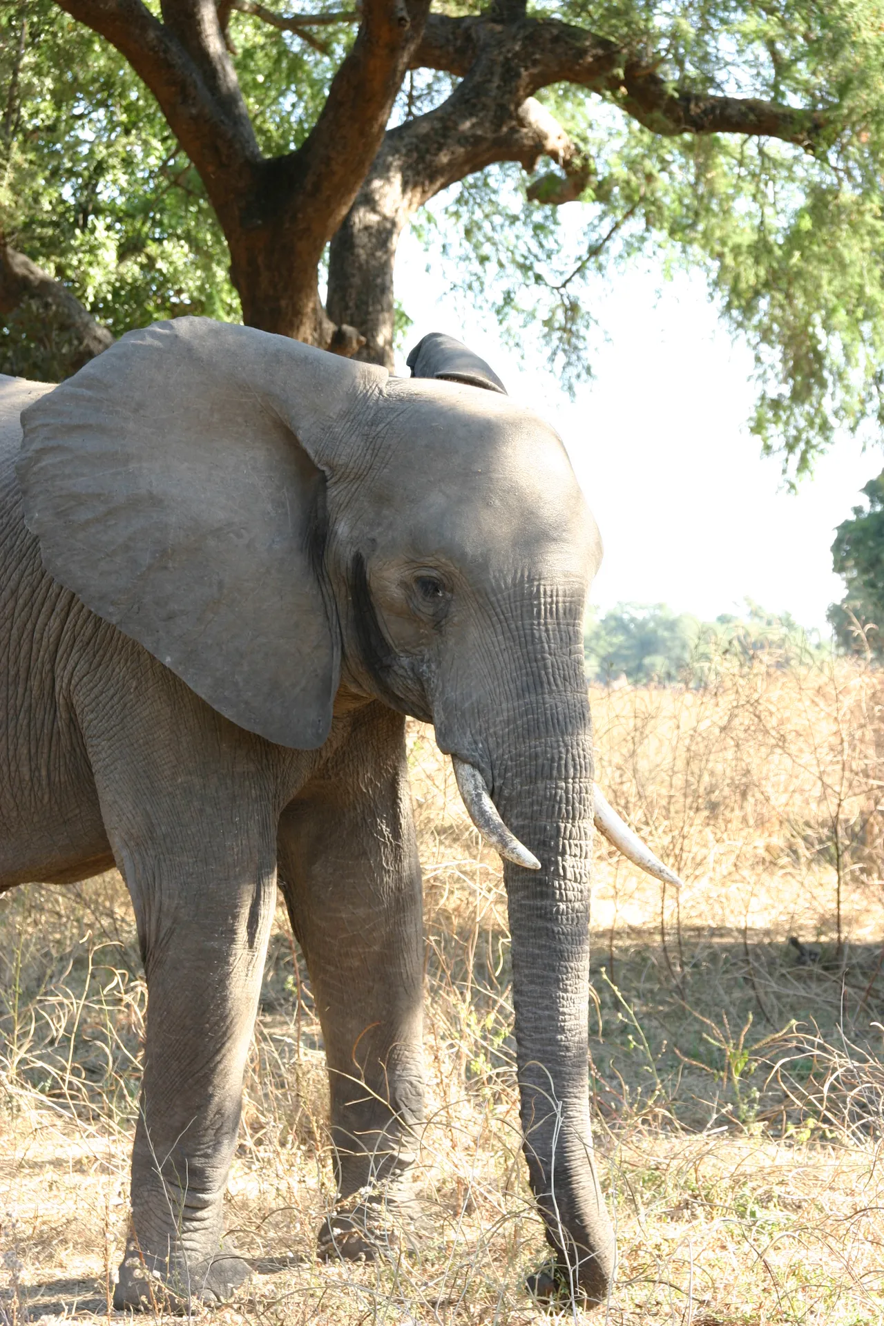 Olifant in het overvloedige gele gras [Mana Pools]