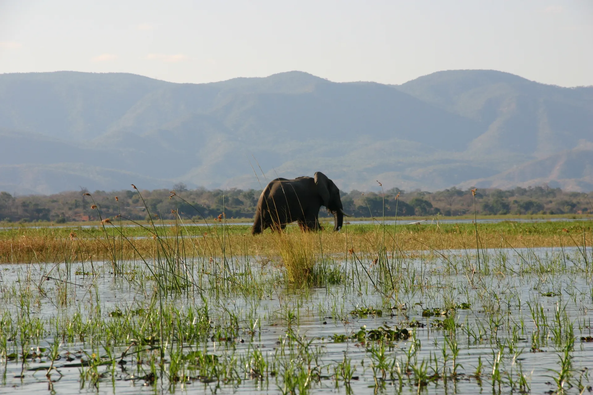 Natuur onderweg: olifanten-bul in de Zambezi [Mana Pools]