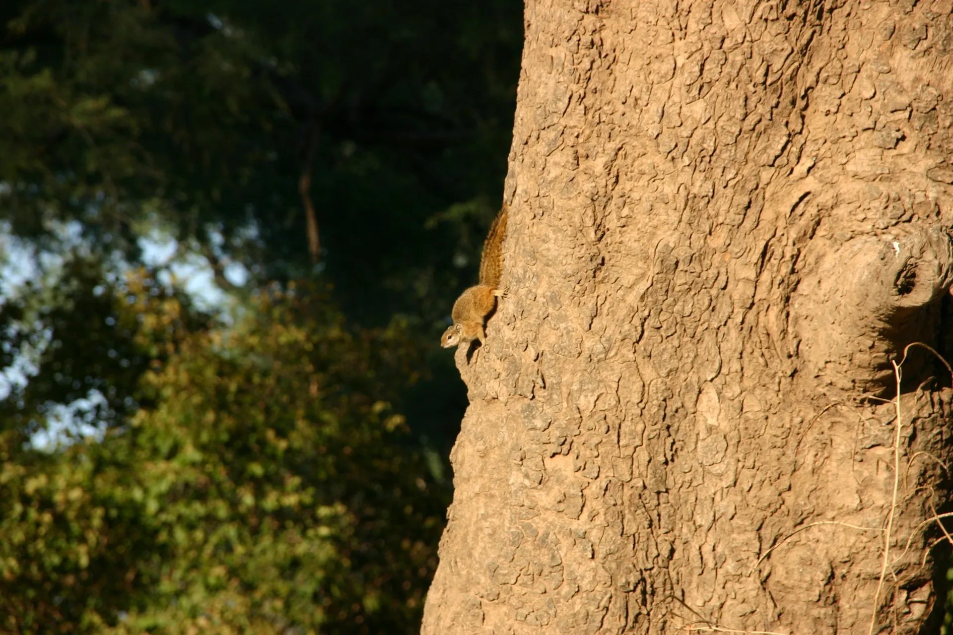 Om niet op te vallen houdt deze eekhoorn zich stil tegen de boomstam [Mana Pools]