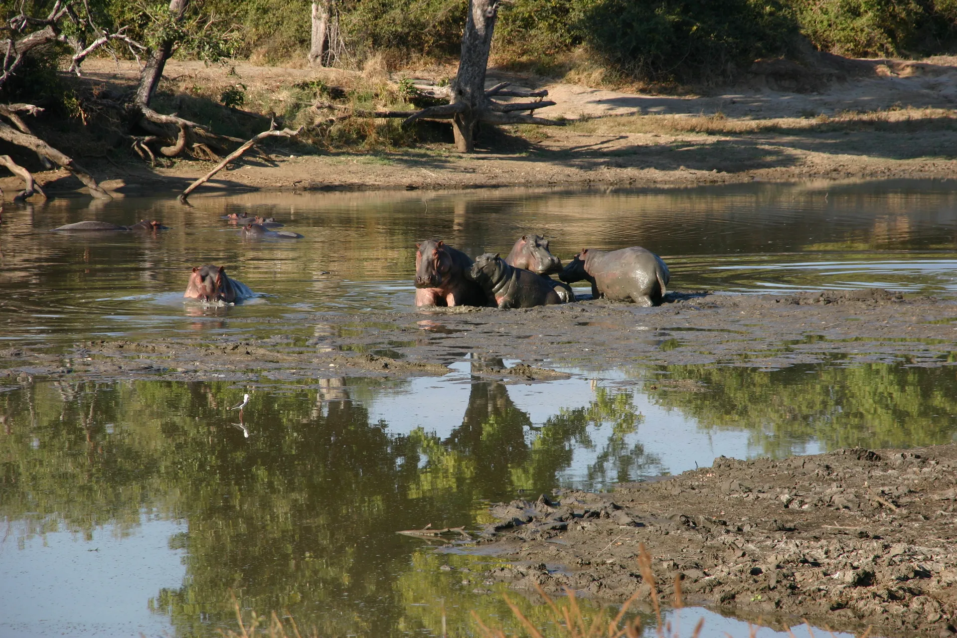 De aanblik van een groepje mensen doet deze nijlpaarden direct overeind komen uit de modder ... [Mana Pools]