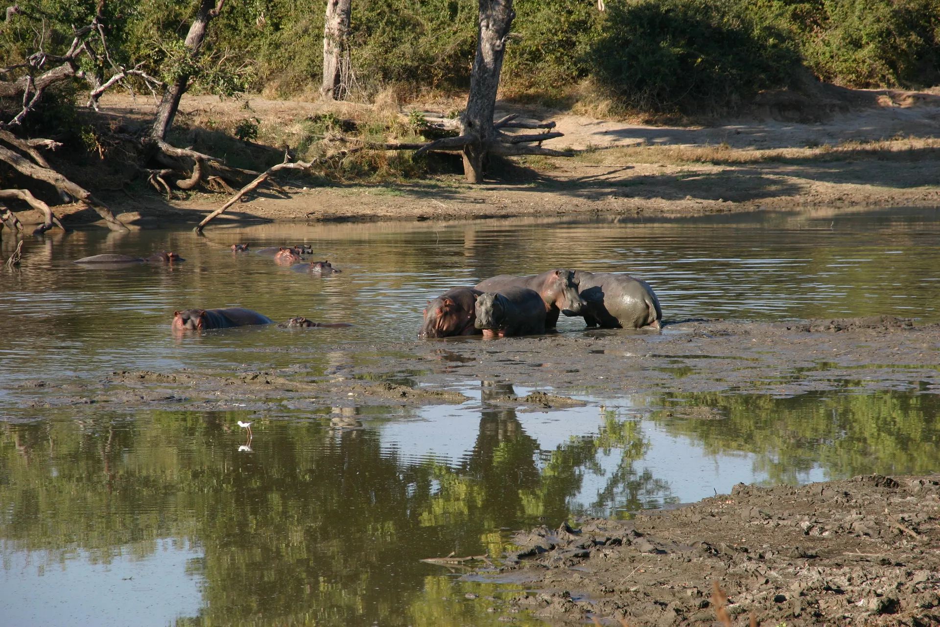 ... om zich te verstoppen in het diepere water van de poel [Mana Pools]
