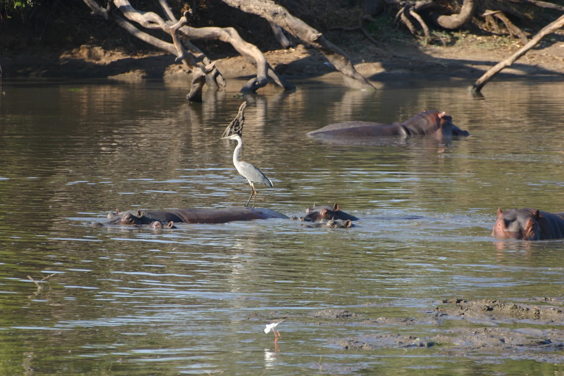 Blauwe reiger (Eng. Grey heron, <i>Ardea cinerea</i>) maakt een ritje op een nijlpaard [Mana Pools]