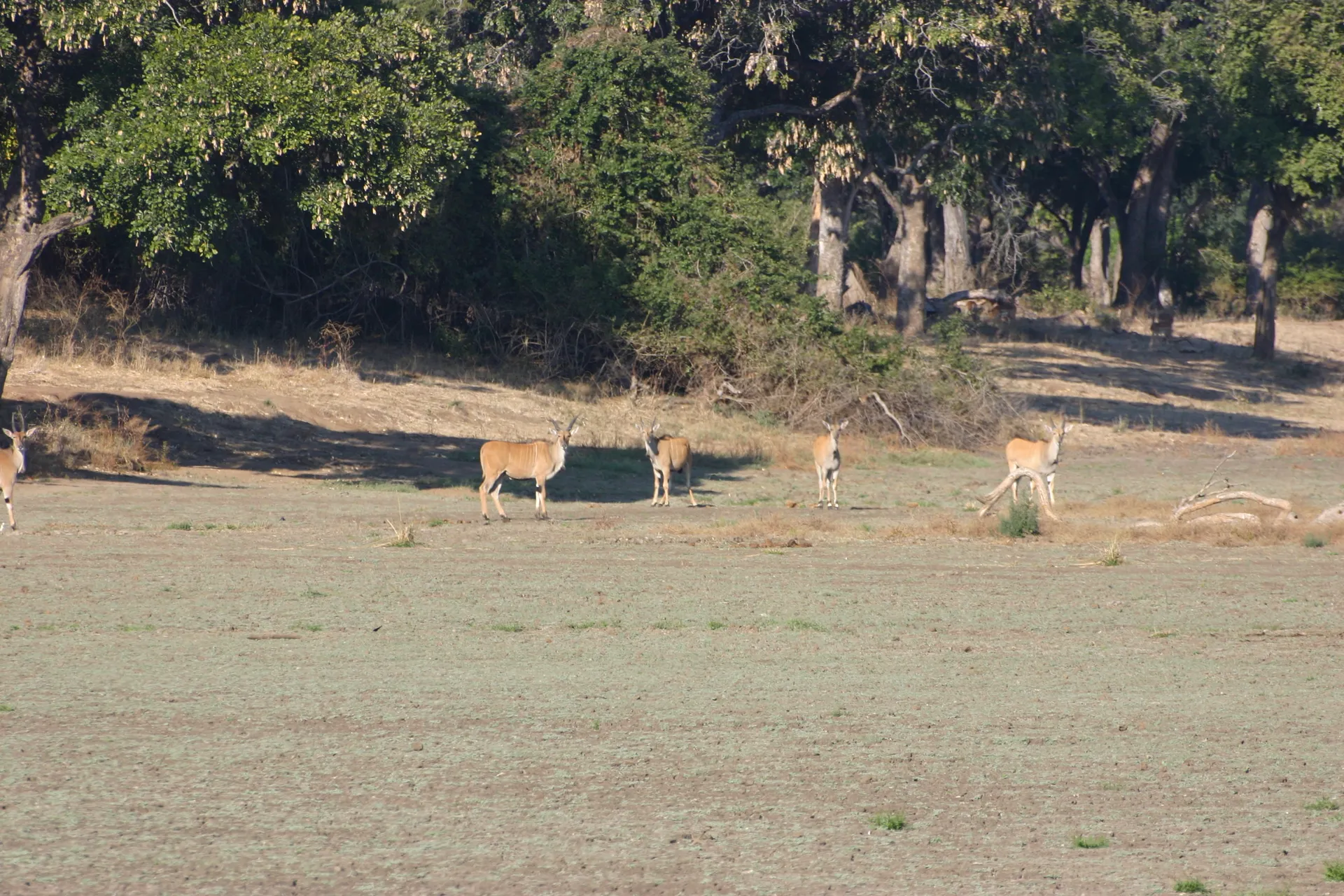 Groepje eland-antilopen aan de bosrand [Mana Pools]