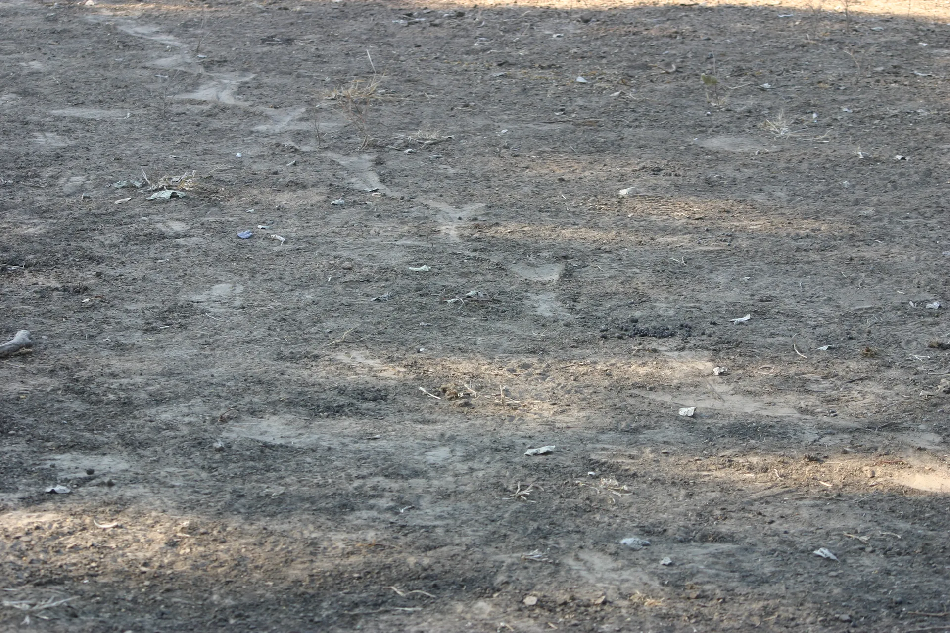 De poten van een krokodil laten in het zand een karakteristiek sleepspoor achter [Mana Pools]