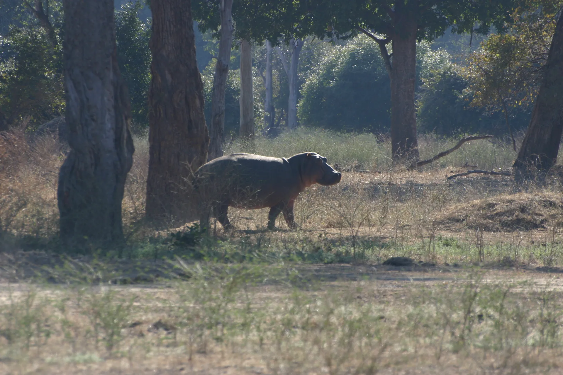 In het vroege ochtendlicht is het nijlpaard na het grazen ´s nachts onderweg naar het water om daar de dag door te brengen [Mana Pools]