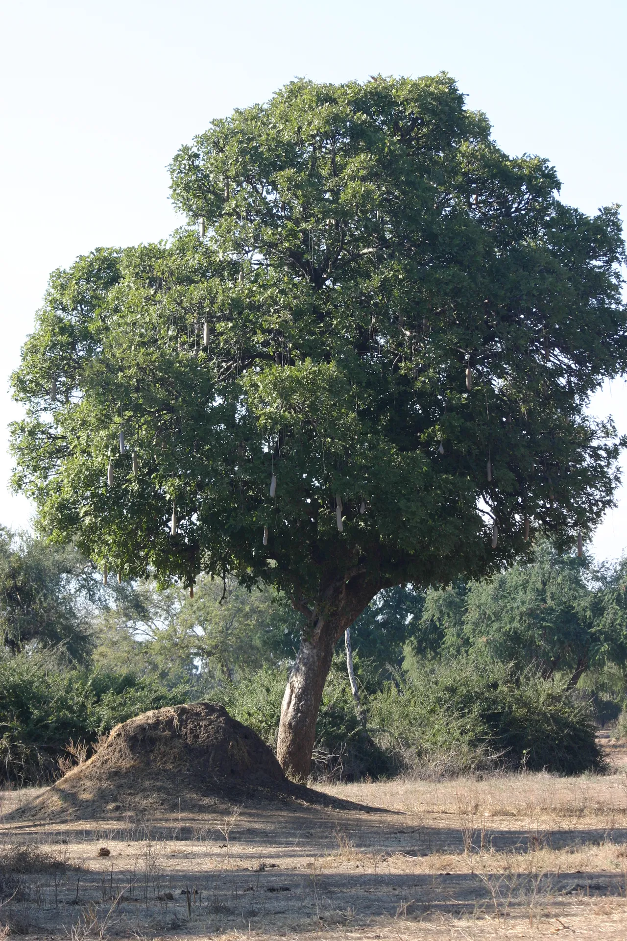 De hoop links voor de boom is een groot bovengronds termietennest [Mana Pools]