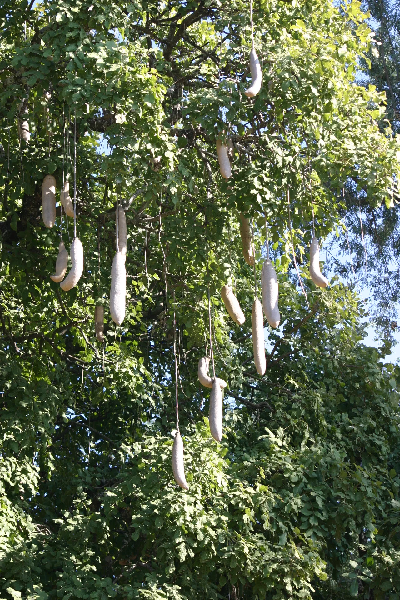 De grote vruchten van de <i>sausage tree</i> [Mana Pools]
