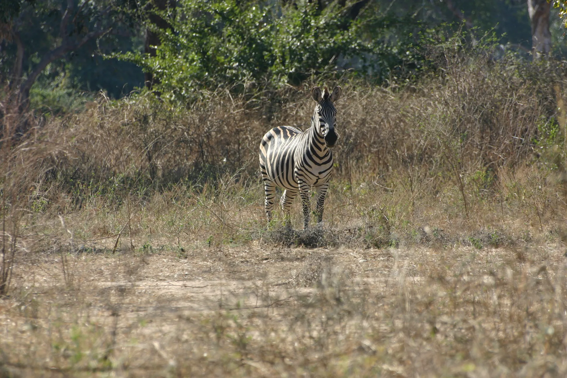 Deze zebra houdt ons scherp in de gaten [Mana Pools]