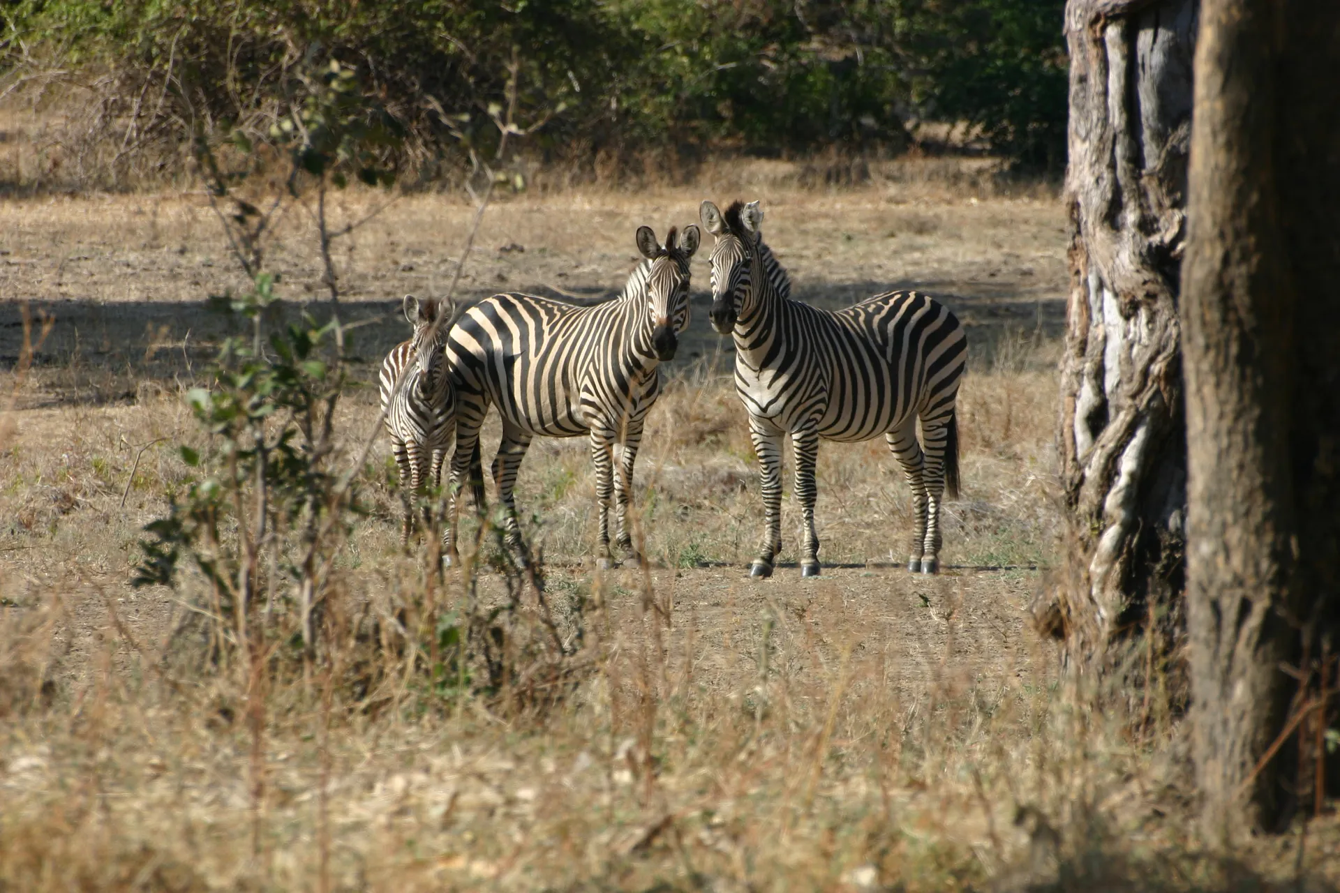 Zebra familie [Mana Pools]
