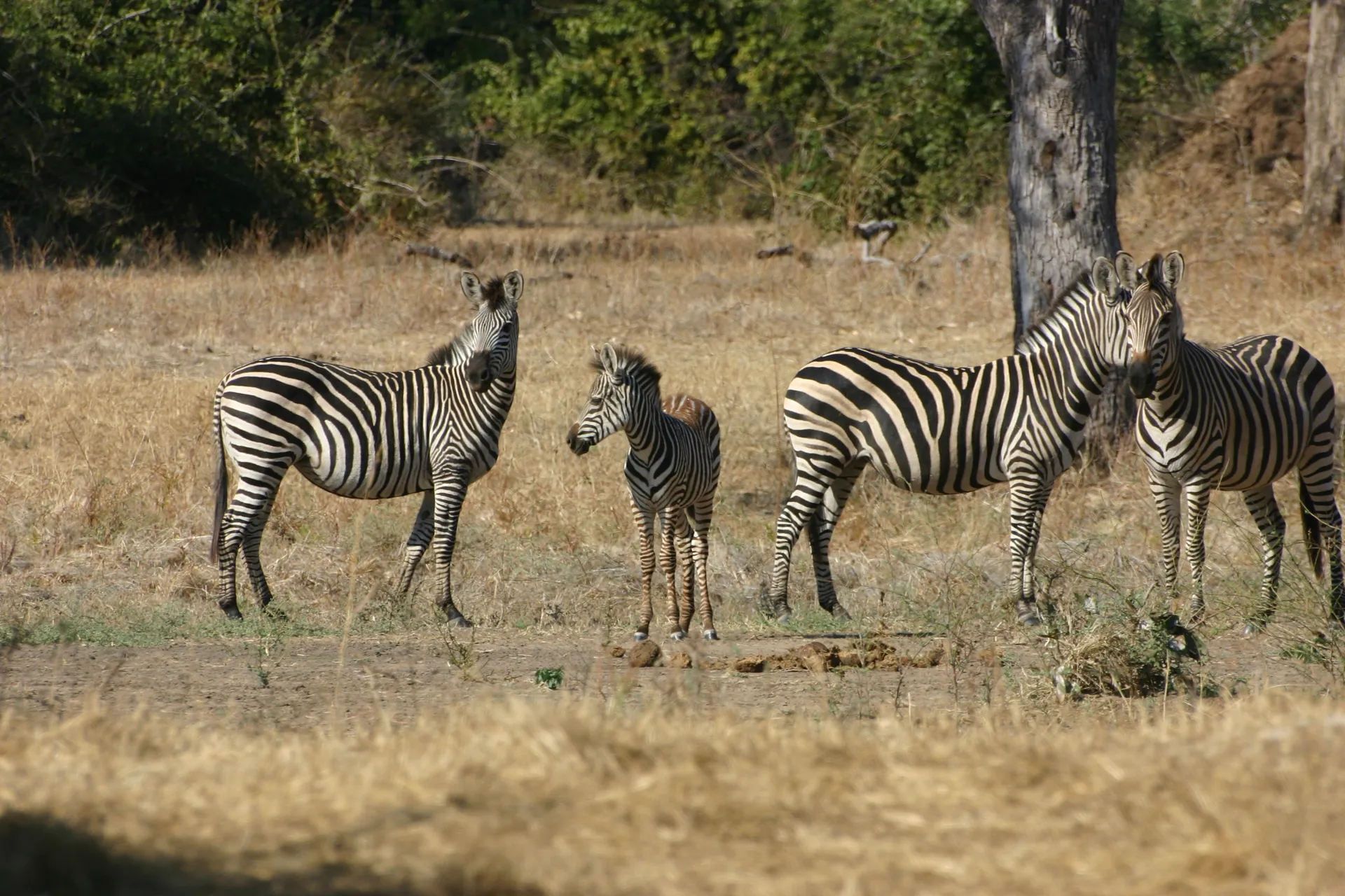Zebra-merrie met veulen [Mana Pools]