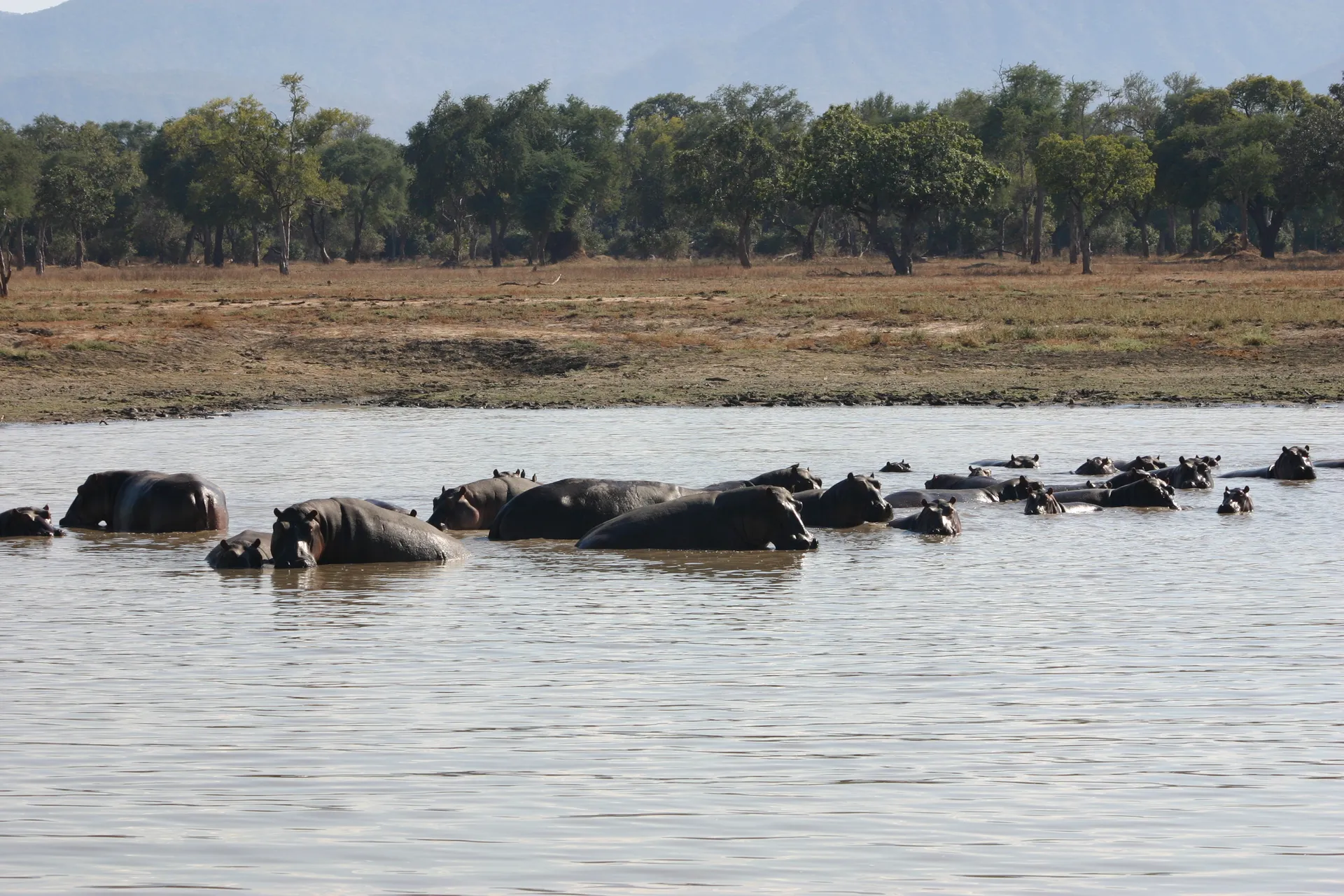 Meute nijlpaarden in een van de grotere poelen van Mana Pools
