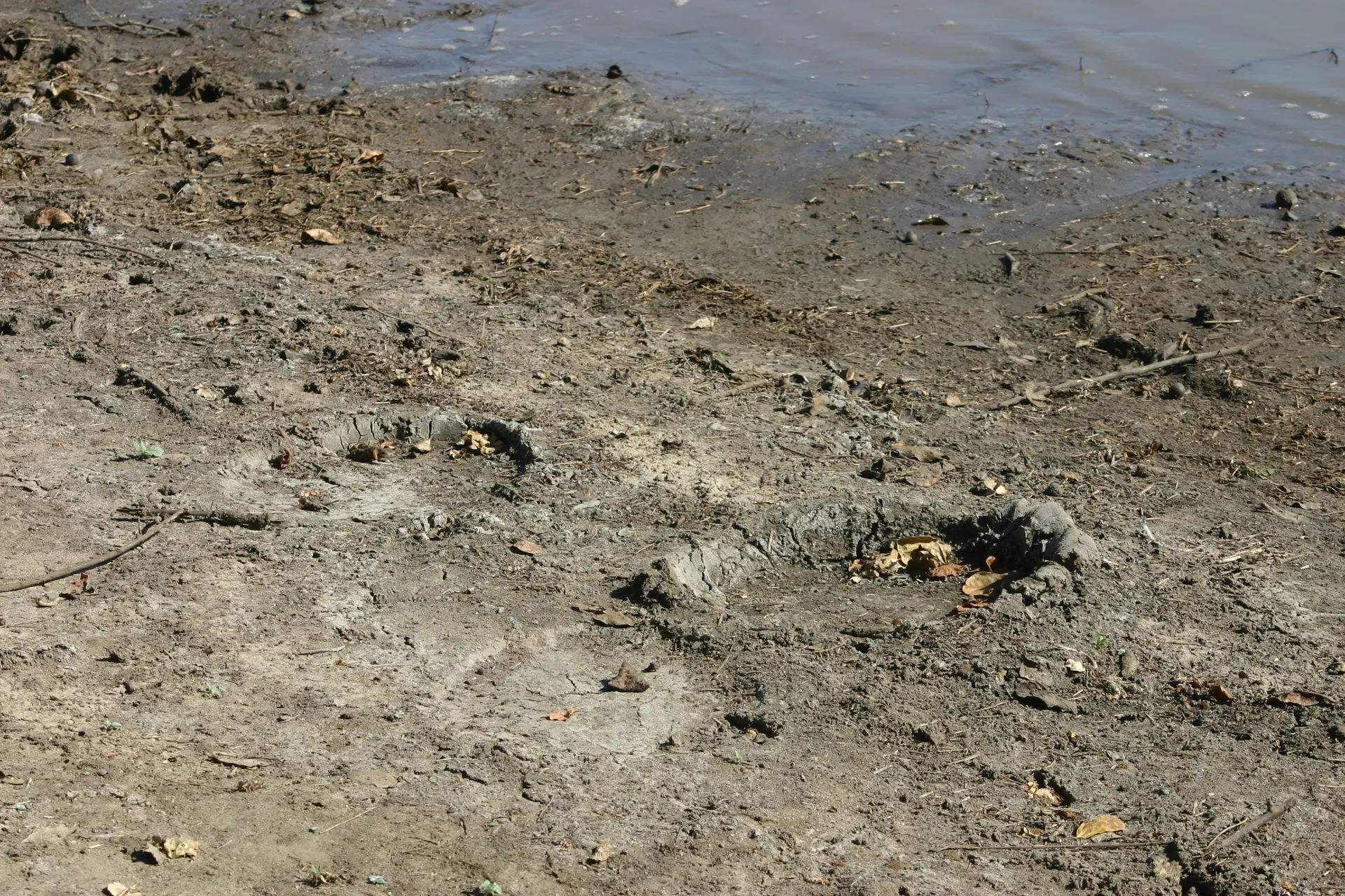 Pootafdrukken van olifanten in de modder aan de oever van een poel [Mana Pools]