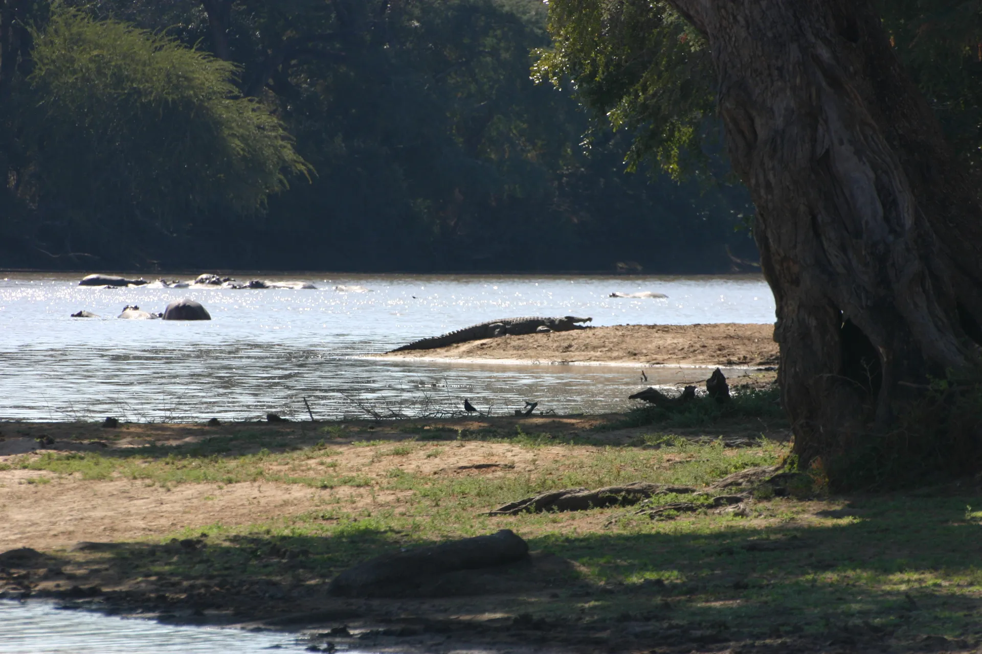 In de verte ligt deze grote krokodil te zonnen aan de rand van het water ... [Mana Pools]