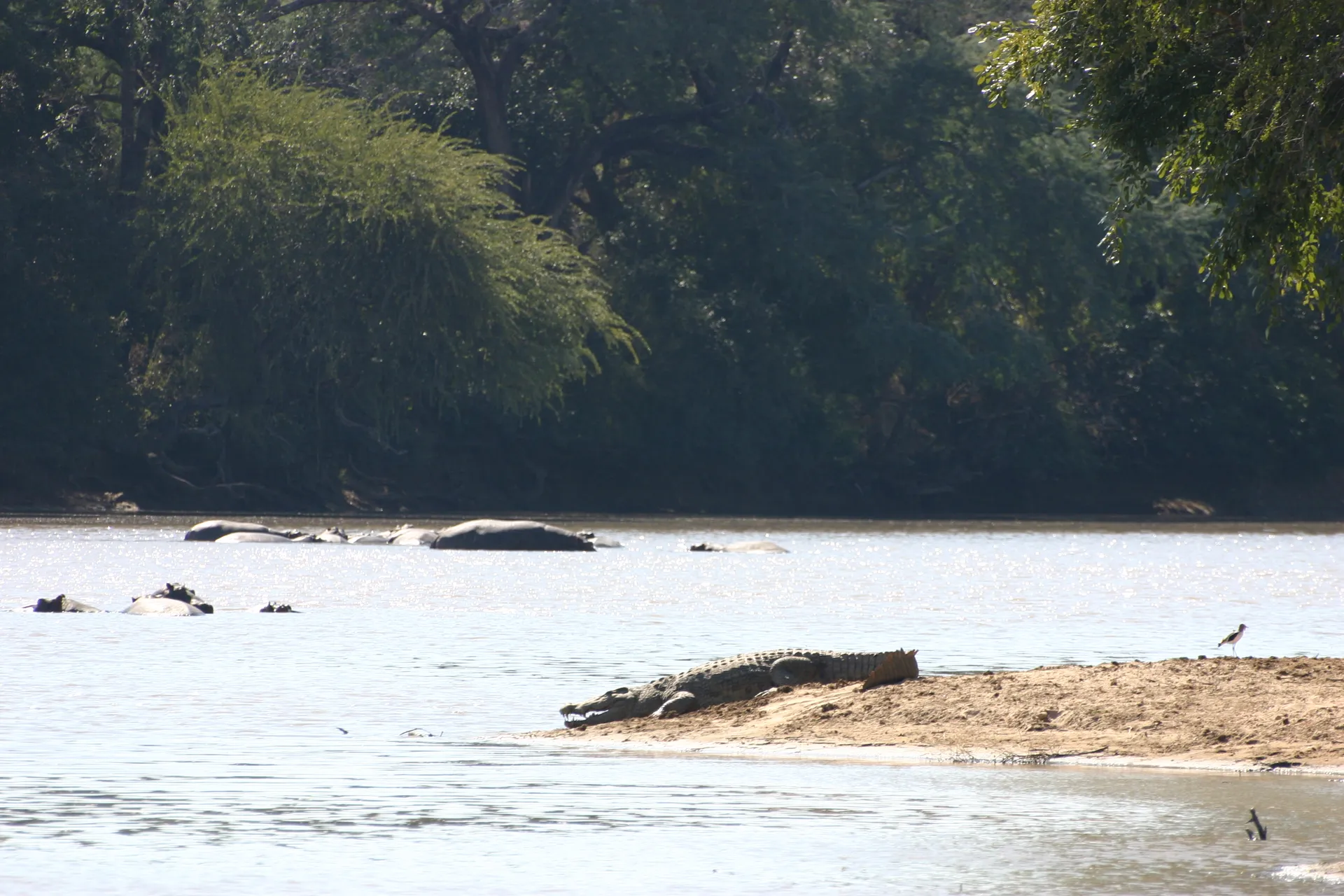 ... om direct geruisloos in het water te glijden zodra hij onze nadering heeft opgemerkt [Mana Pools]