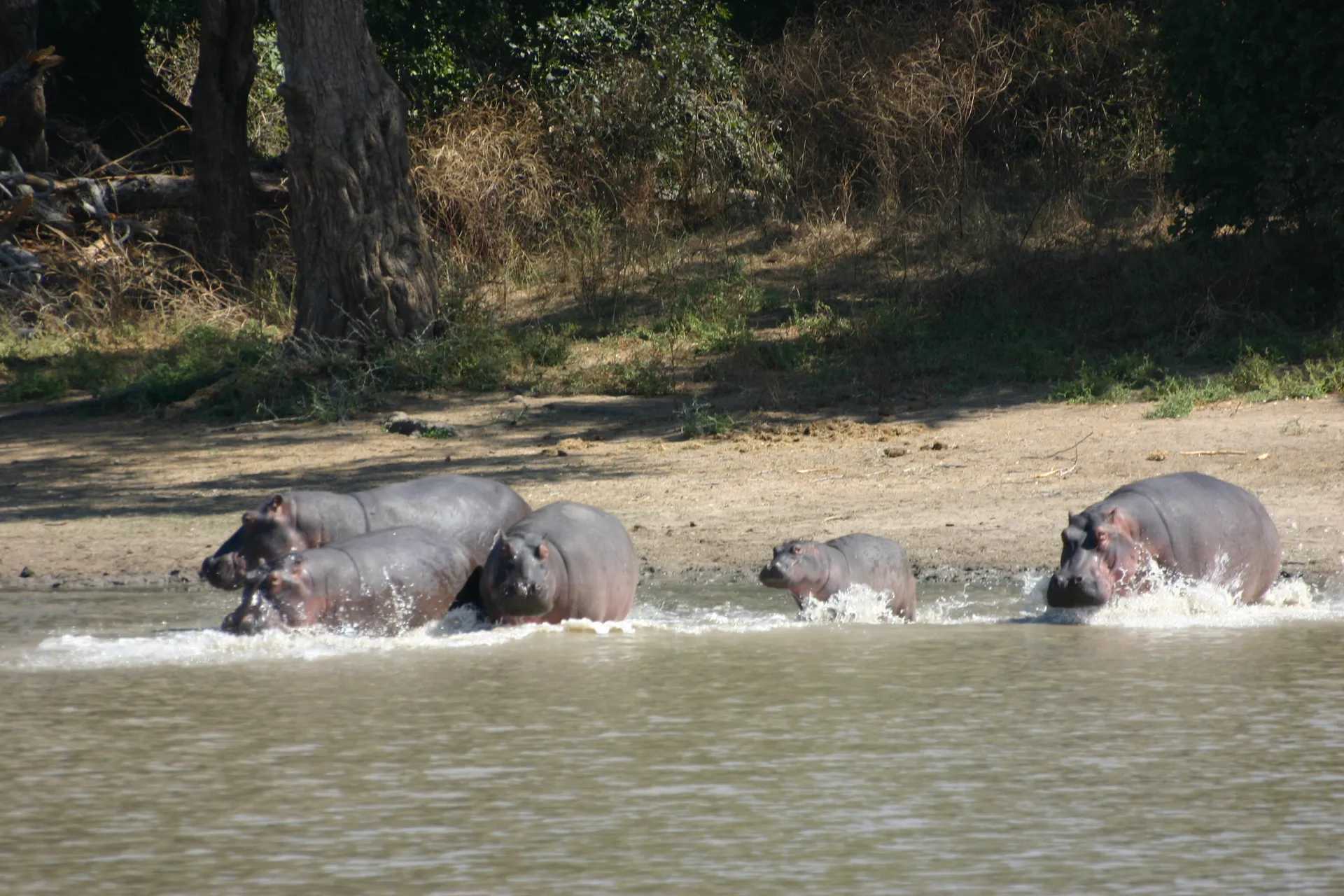 Ook deze nijlpaarden rennen het water in als reactie op de aanblik van een paar mensen [Mana Pools]