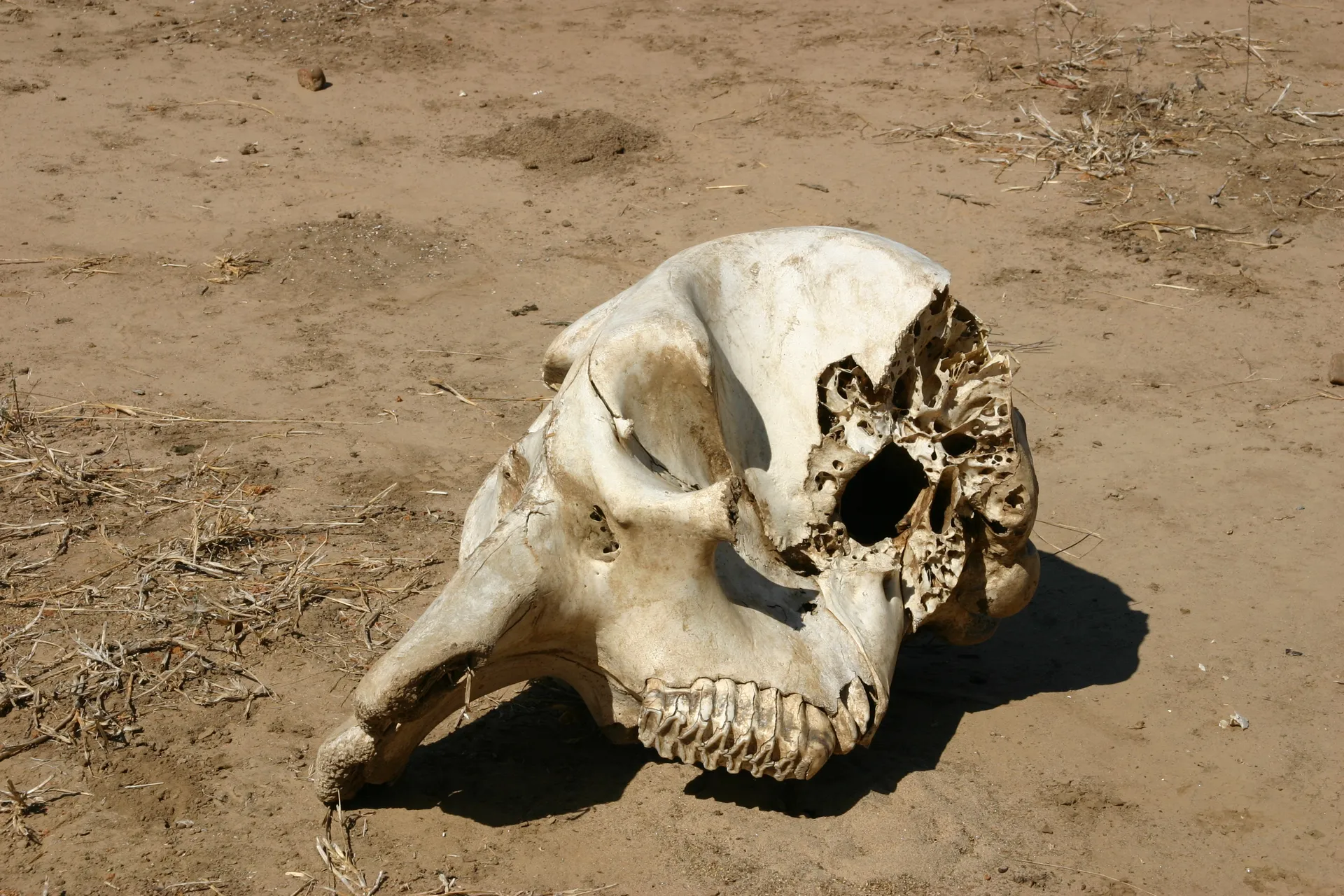 Schedel van een olifant, zonder slagtanden [Mana Pools]