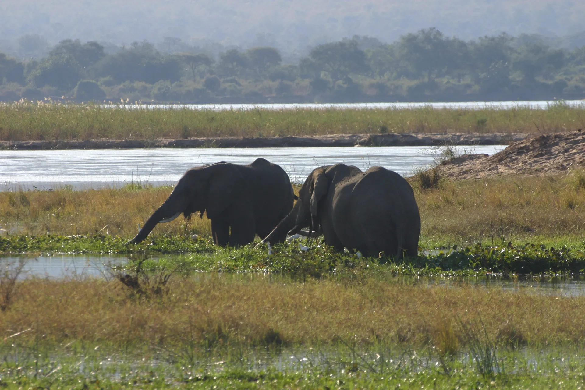 Met hun poten in het water staan twee olifanten te eten van de malse groene waterplanten [Mana Pools]