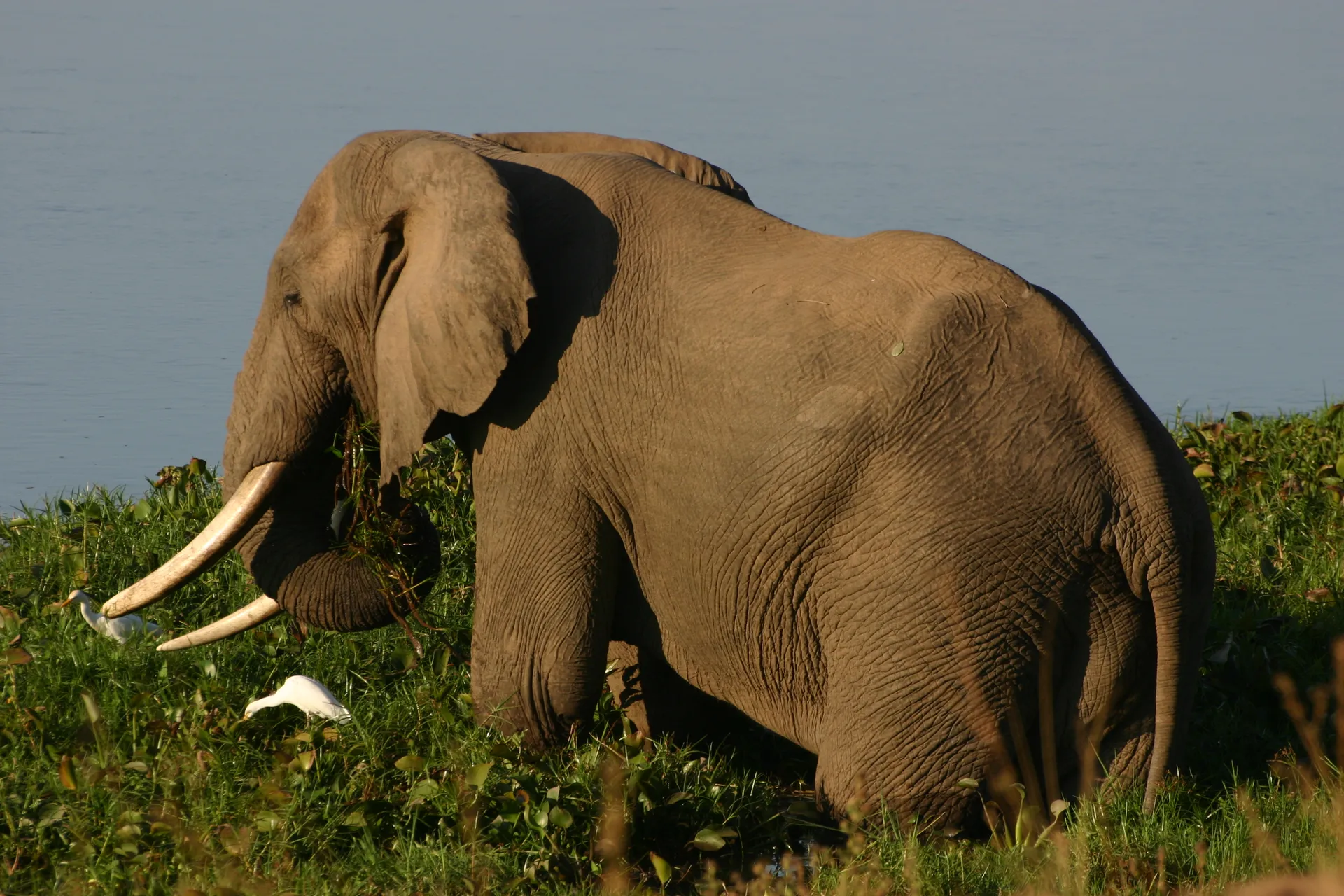 De koereigers pikken de insecten op terwijl deze olifant geniet van flinke porties mals groen [Mana Pools]