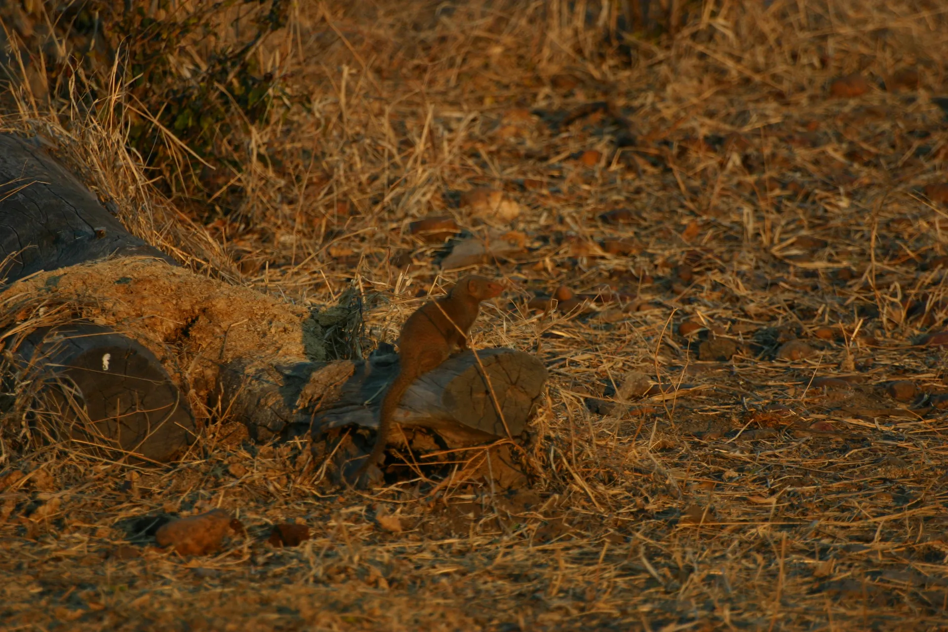 De kleine dwerg-mangoeste is in dit terrein bijna onzichtbaar [Mana Pools]