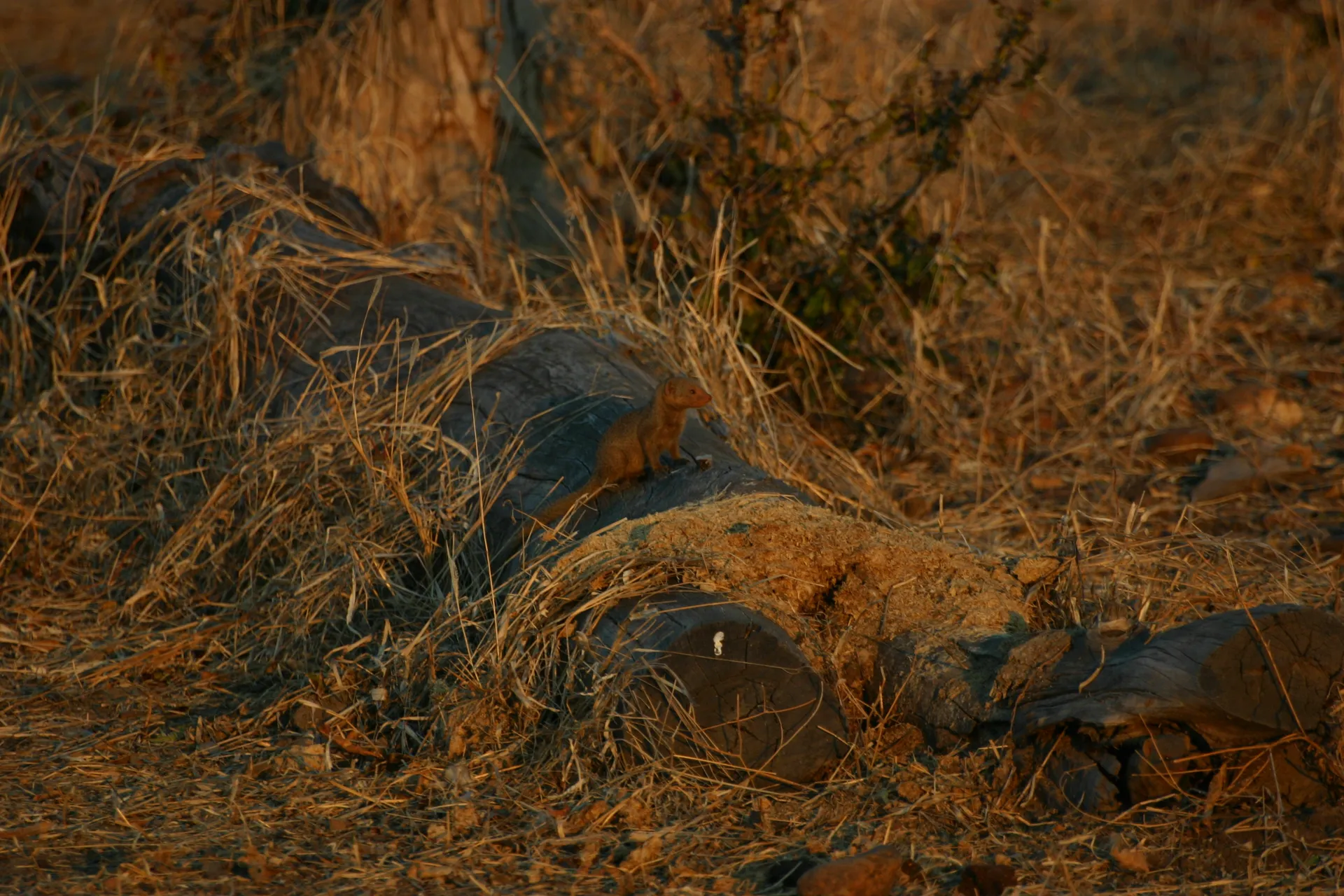 Dwerg-mangoeste in de laatste zonnestralen van de dag [Mana Pools]