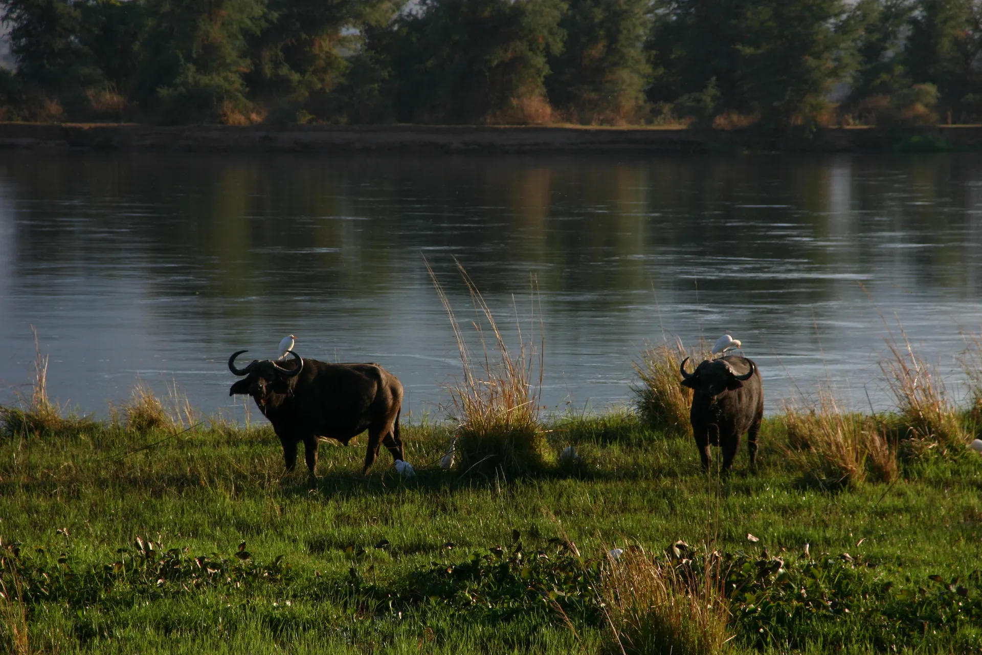 Buffels tussen de waterplanten aan de oever van de Zambezi [Mana Pools]