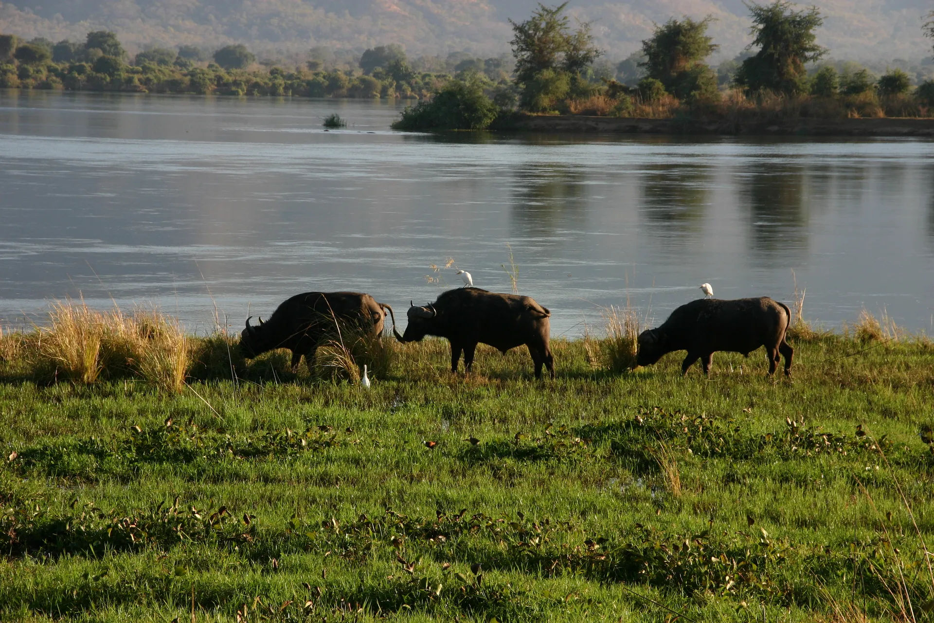 Buffels tussen de waterplanten langs de oever van de Zambezi [Mana Pools, Zimbabwe]
