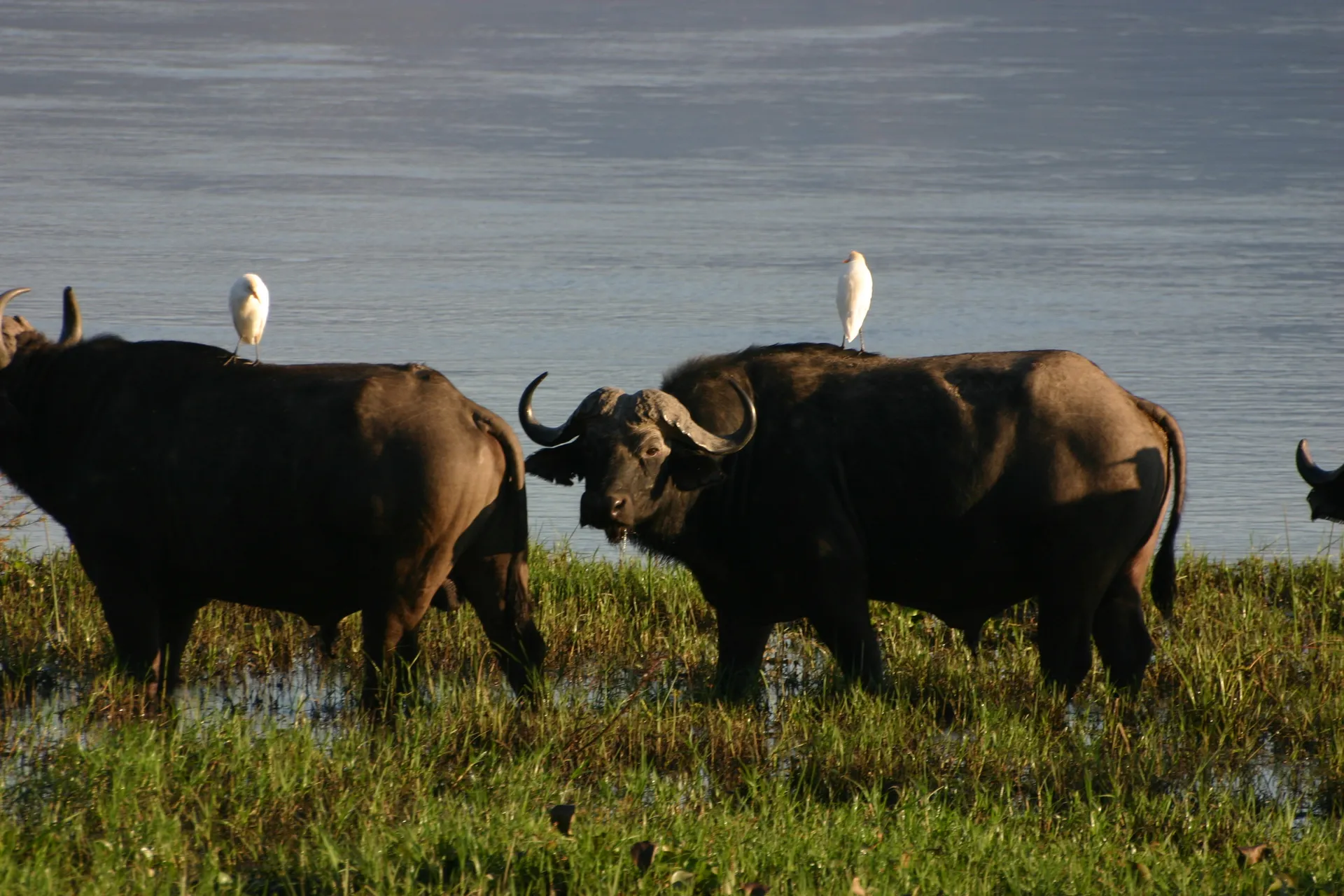 De buffel heeft een indrukwekkend massief lijf met vervaarlijke horens [Mana Pools]