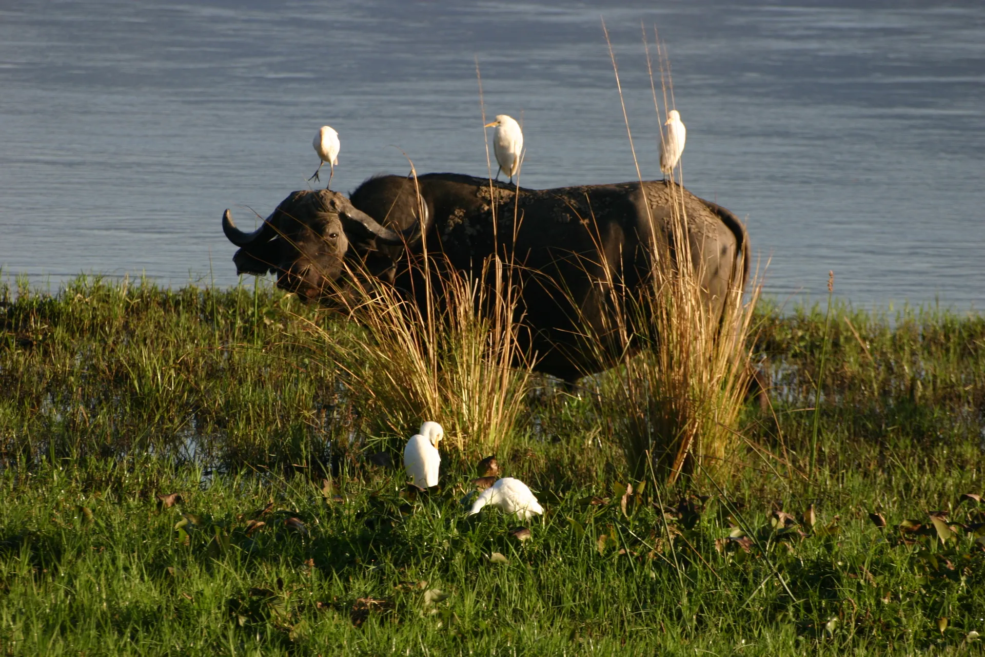Koereigers wachten op hun kans om insecten te pakken zodra de buffel weer gaat grazen van de waterplanten [Mana Pools]