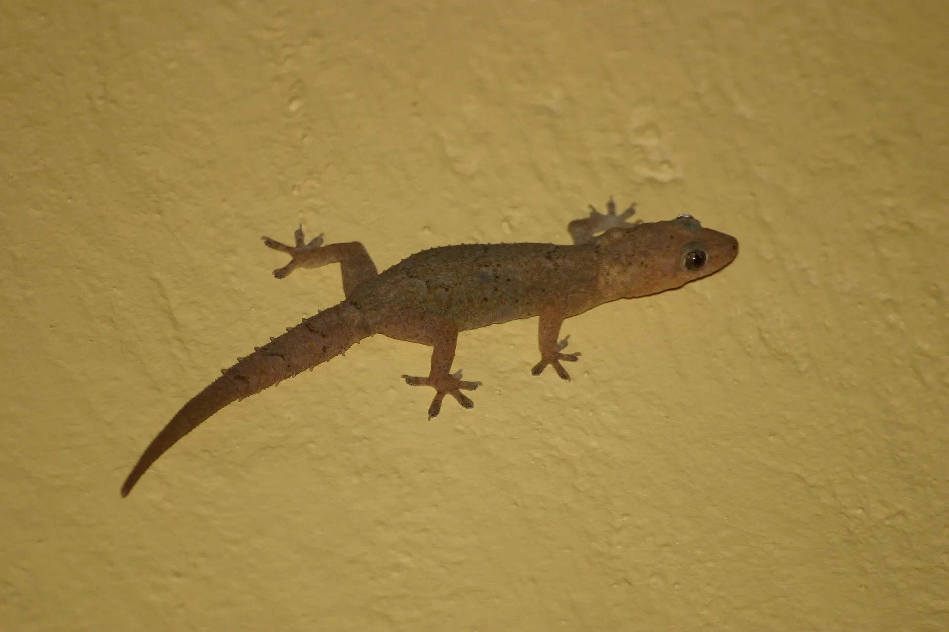 Afrikaanse huisgekko (<i>Hemidactylus mabouia</i>) binnen op de muur van de lodge [Livingstone]