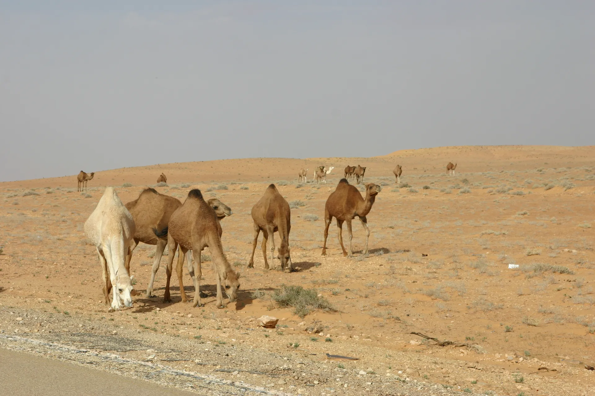 Langs de weg graast een kudde kamelen ... [route Nalut-Ghadames]