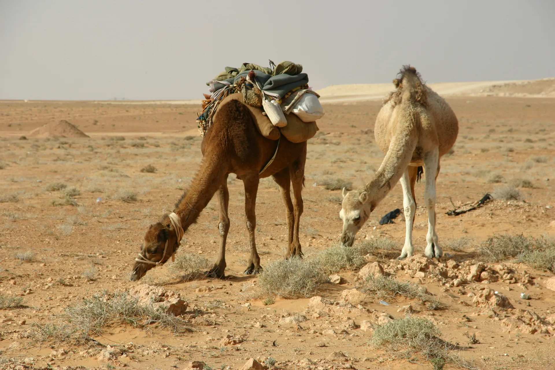 Twee kamelen scharrelen langs de kant van de weg [route Nalut-Ghadames]
