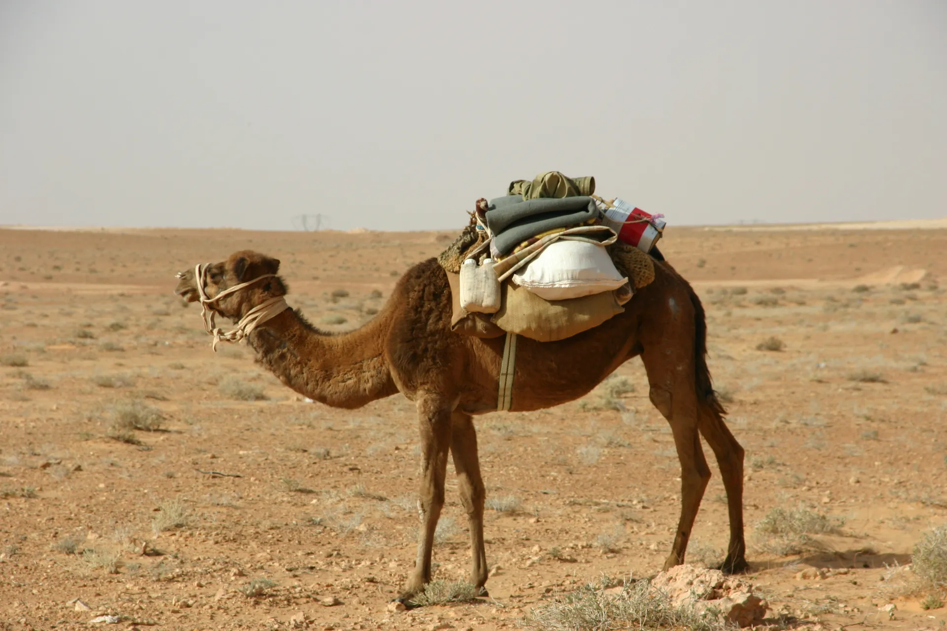 Kameel met bepakking [route Nalut-Ghadames]