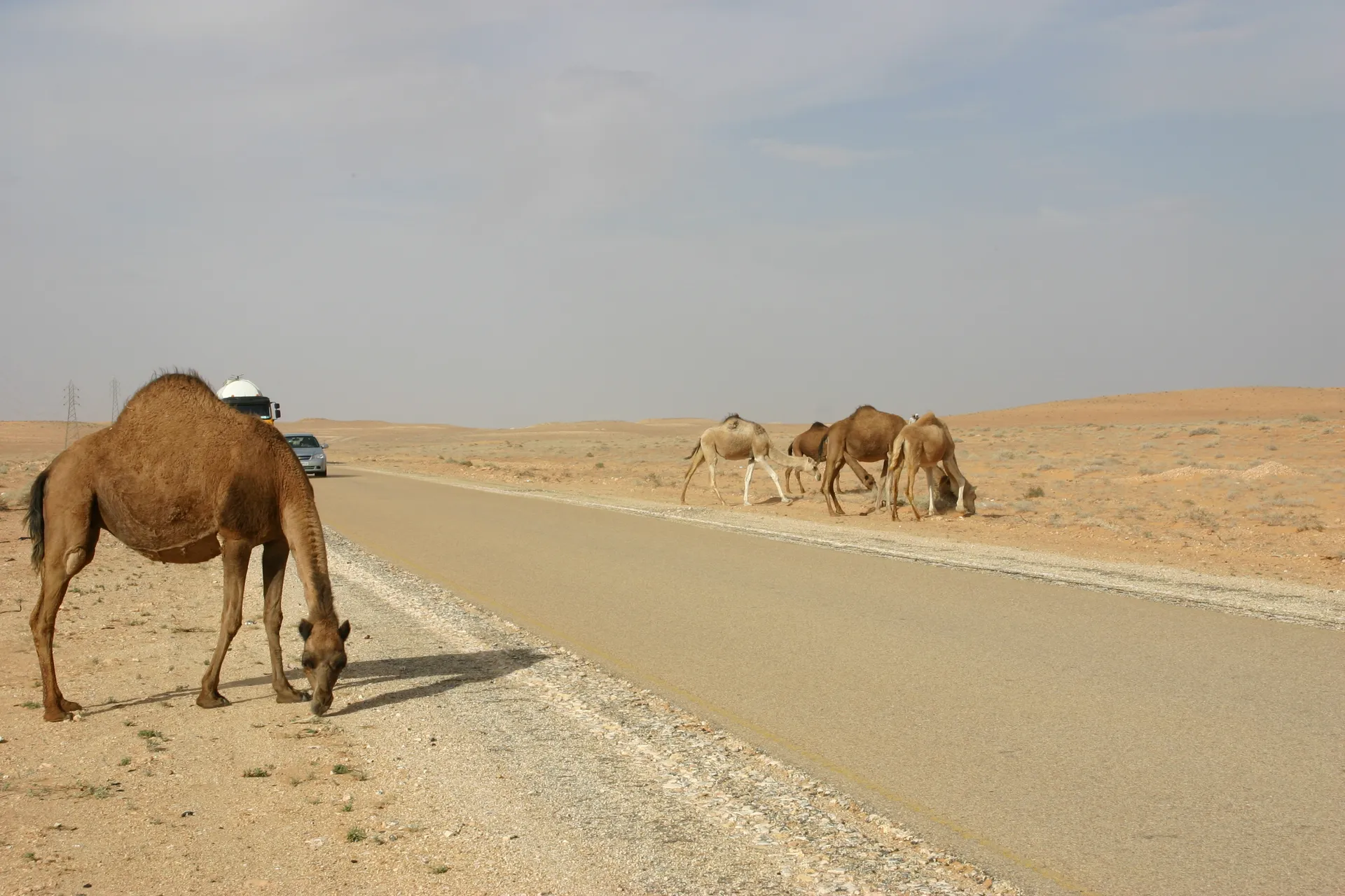 ... ze scharrelen rustig door terwijl auto´s langs rijden ... [route Nalut-Ghadames]