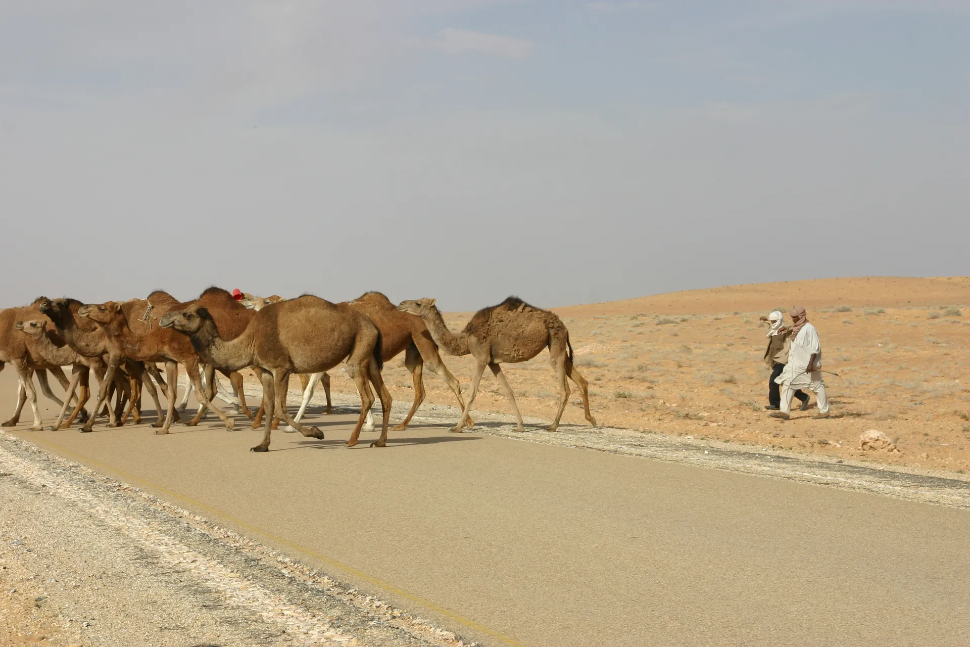 ... de herders jagen de kamelen de weg over ... [route Nalut-Ghadames]