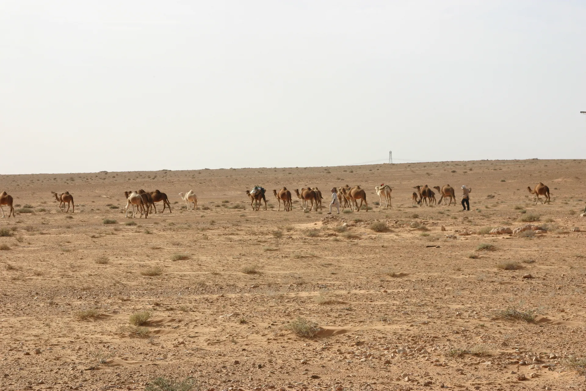 ... waarna de groep langzaam oplost in het eindeloze landschap [route Nalut-Ghadames]