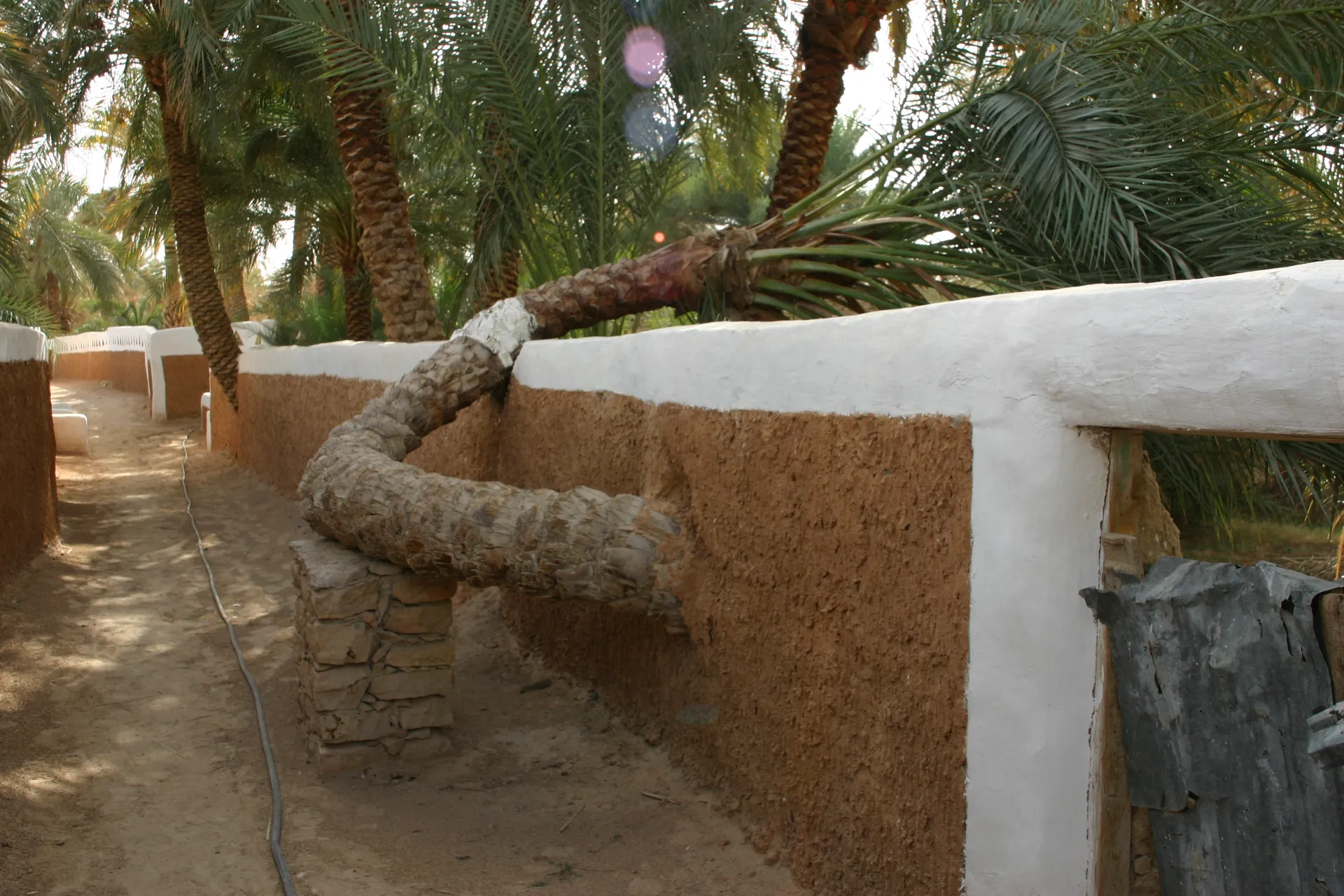 In de tuinen groeien dadelpalmen - dankzij de bevloeiing [Ghademes, medina]