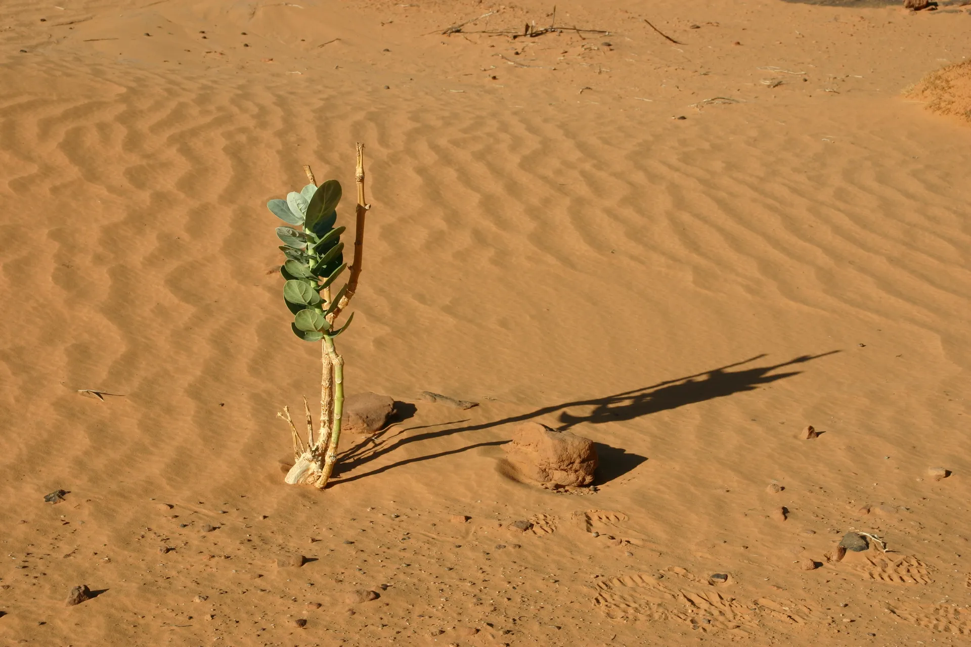 Vetplant die zich staande weet te houden in de droge omstandigheden van de woestijn [Akakus gebergte]