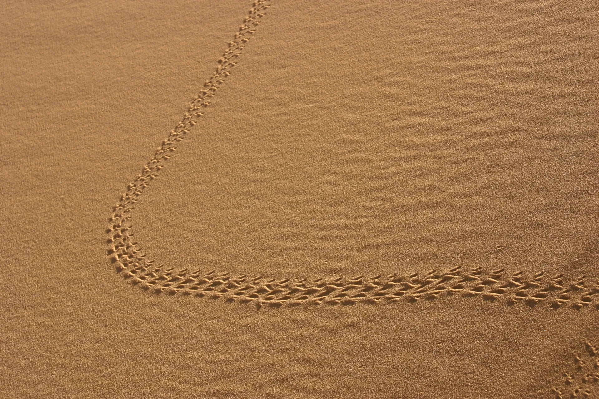 Pootafdrukken van een reptiel [Akakus gebergte]