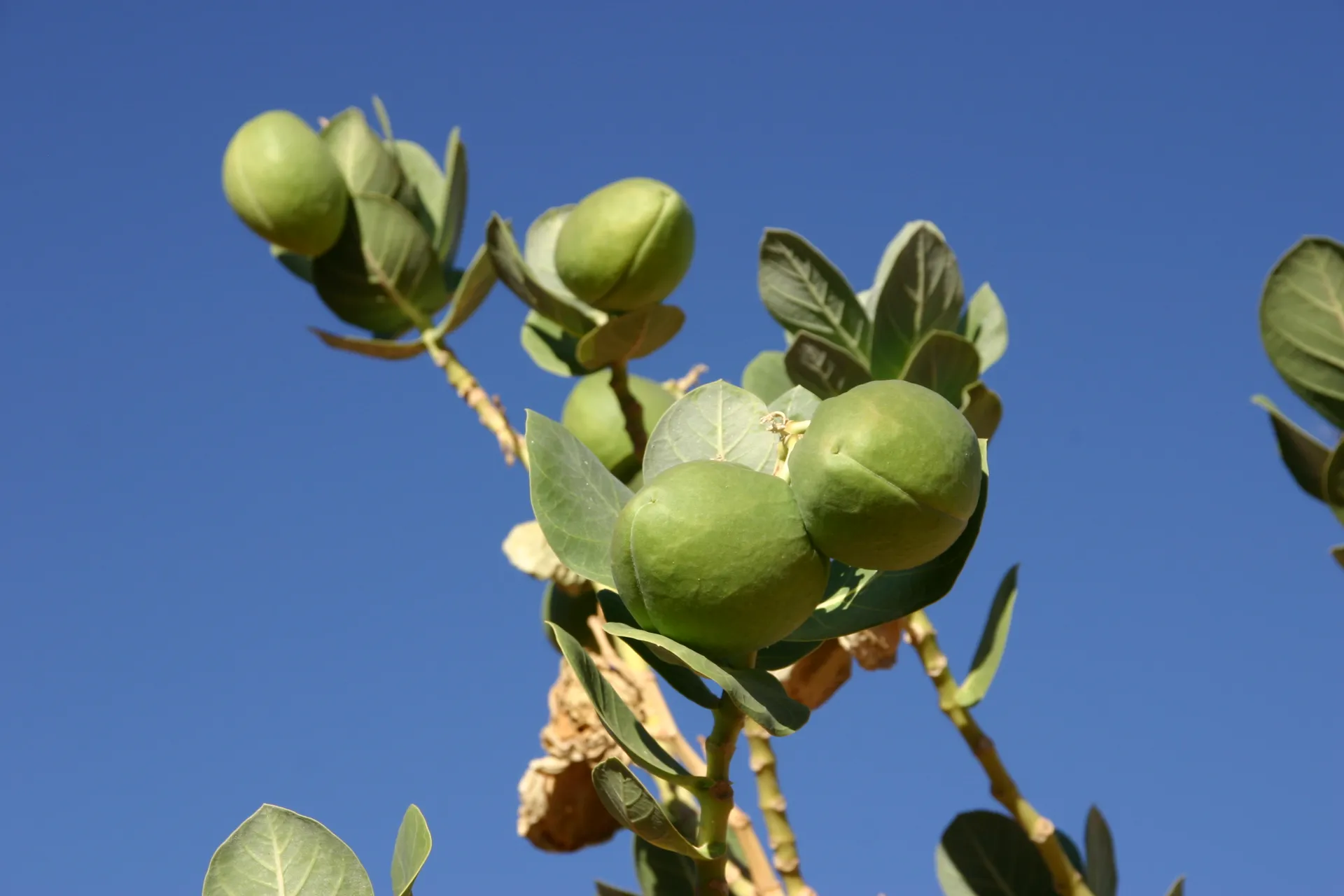 Vruchten van de vetplant [Akakus gebergte]