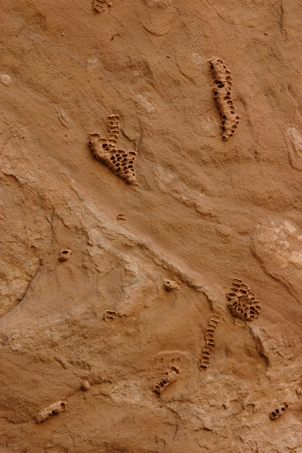 Onder tegen de overhangende rots zitten de overblijfselen van wespennesten [Akakus gebergte]