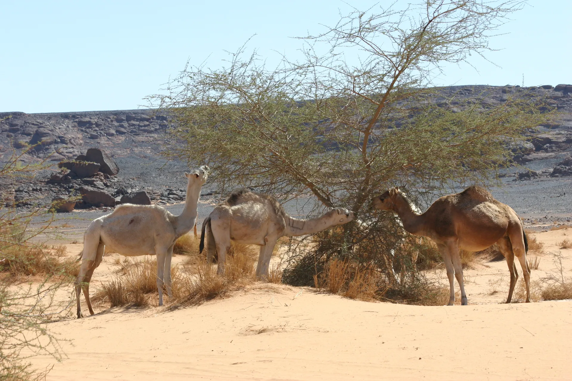 Kamelen knabbelend aan het groen van een acacia [Akakus gebergte]