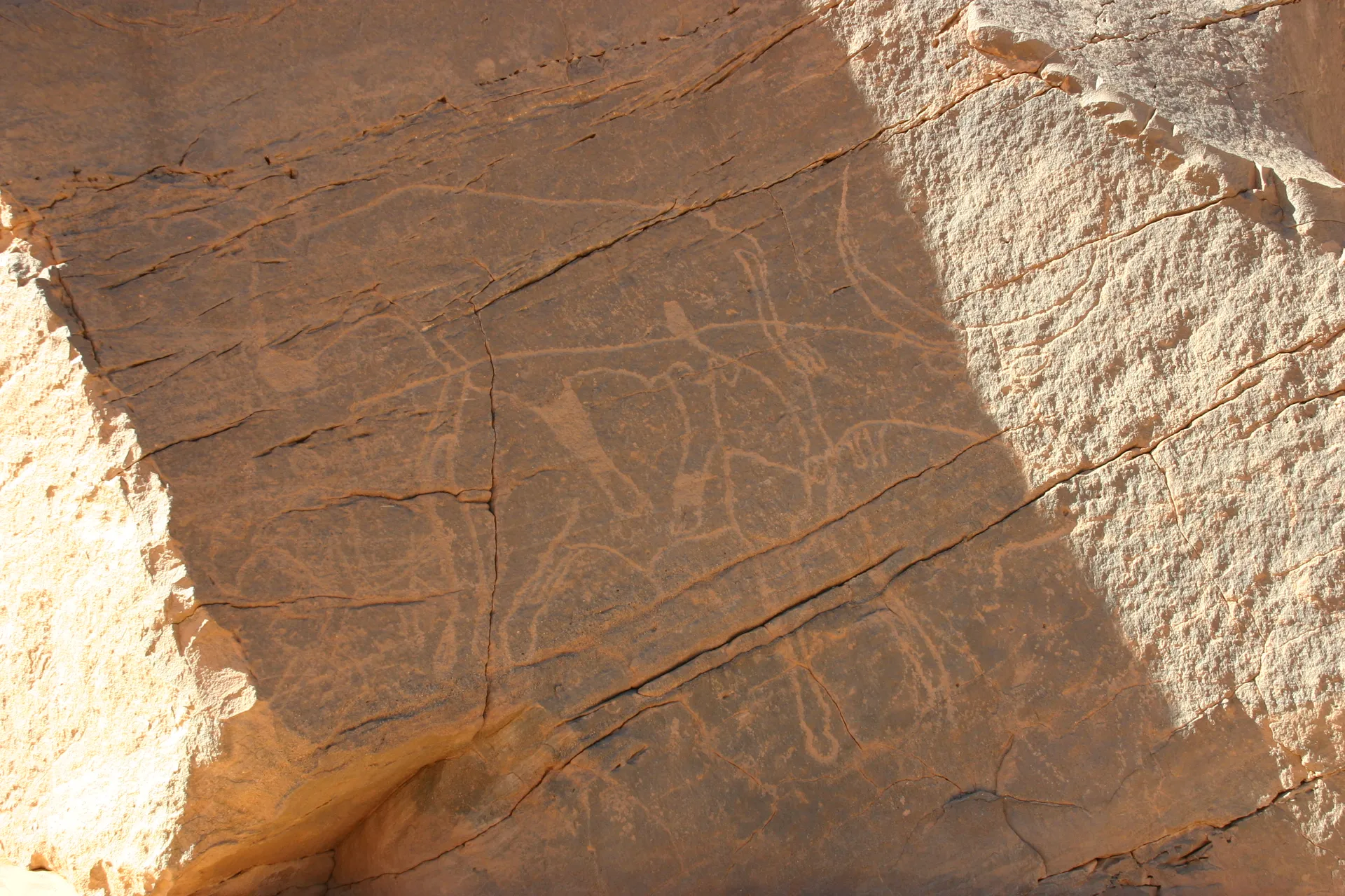 Rotstekening van twee prehistorische runderen [Akakus gebergte]