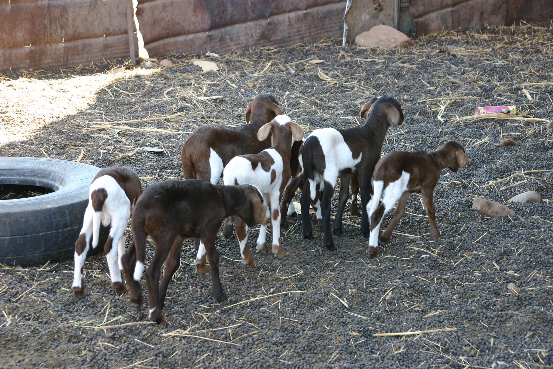 Lammetjes uit de veestapel van de Toeareg familie [Akakus gebergte]