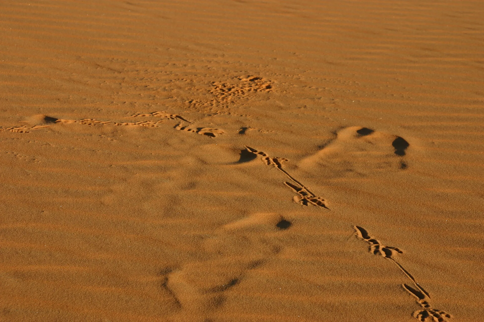 Pootafdrukken van kraai-achtige vogels [Ouan Kasa zandzee]