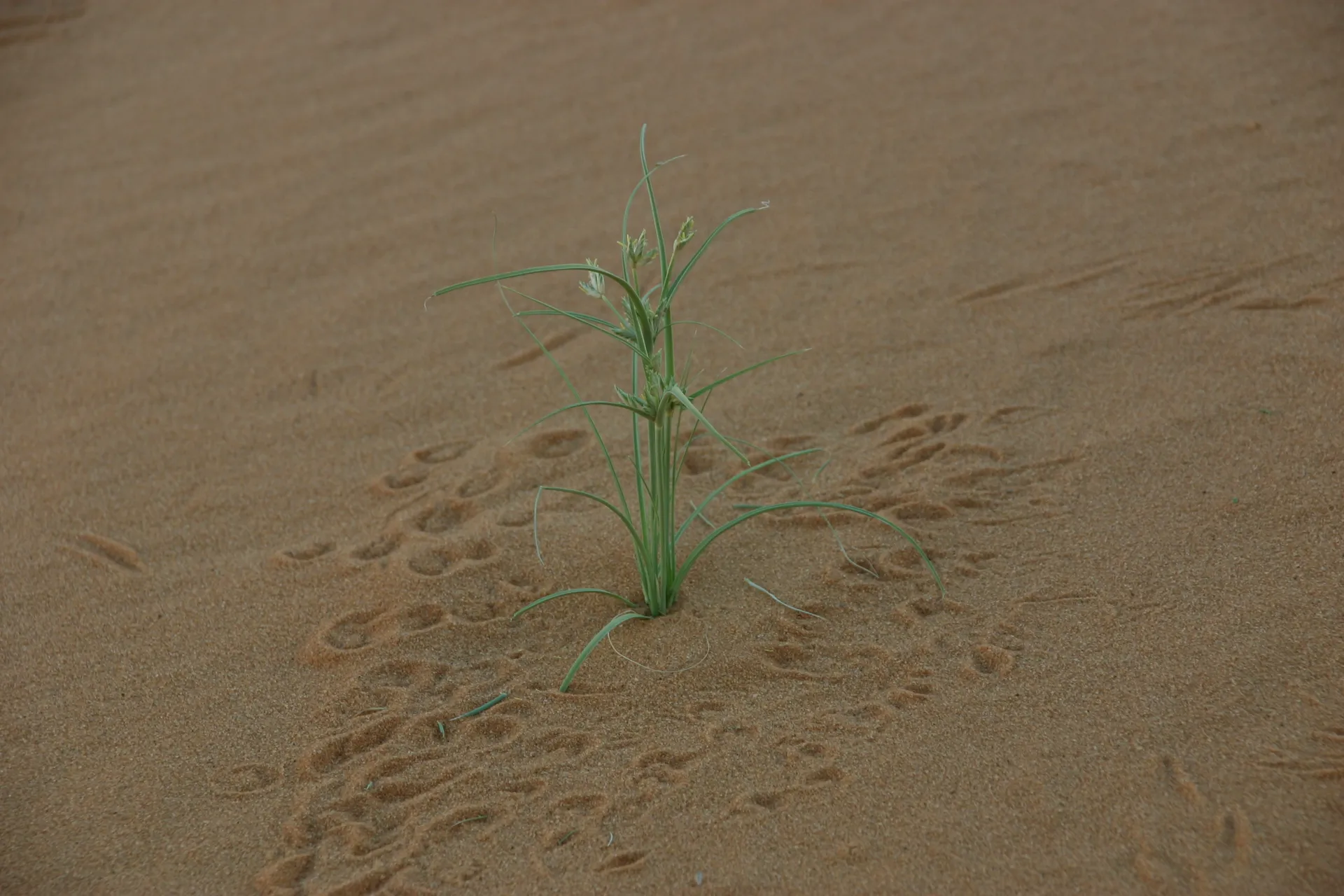 Plantje ´s nachts bezocht door woestijnmuizen [Ouan Kasa zandzee]