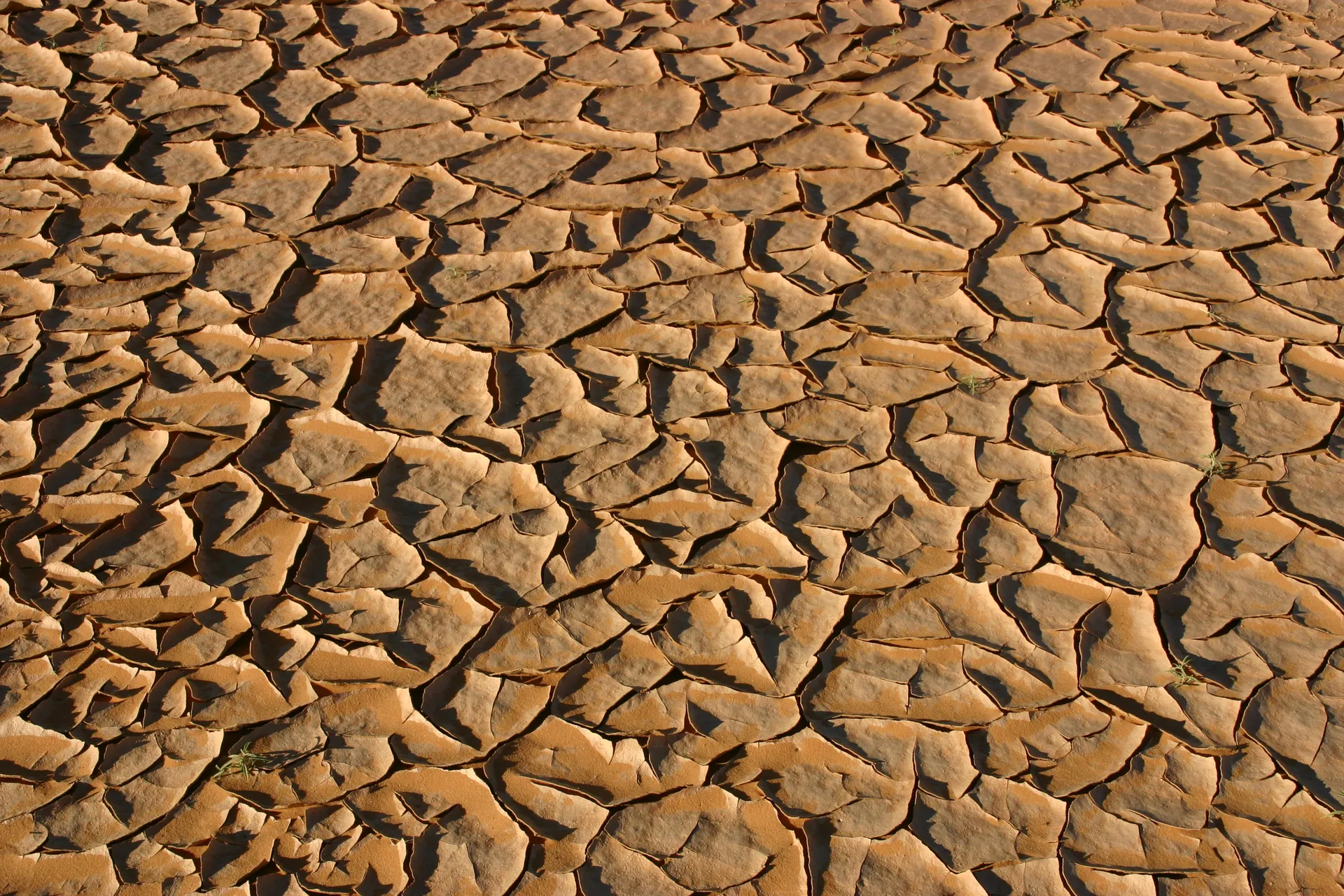 Opgedroogd zand - met linksonder de eerste groene sprietjes [Ouan Kasa zandzee]