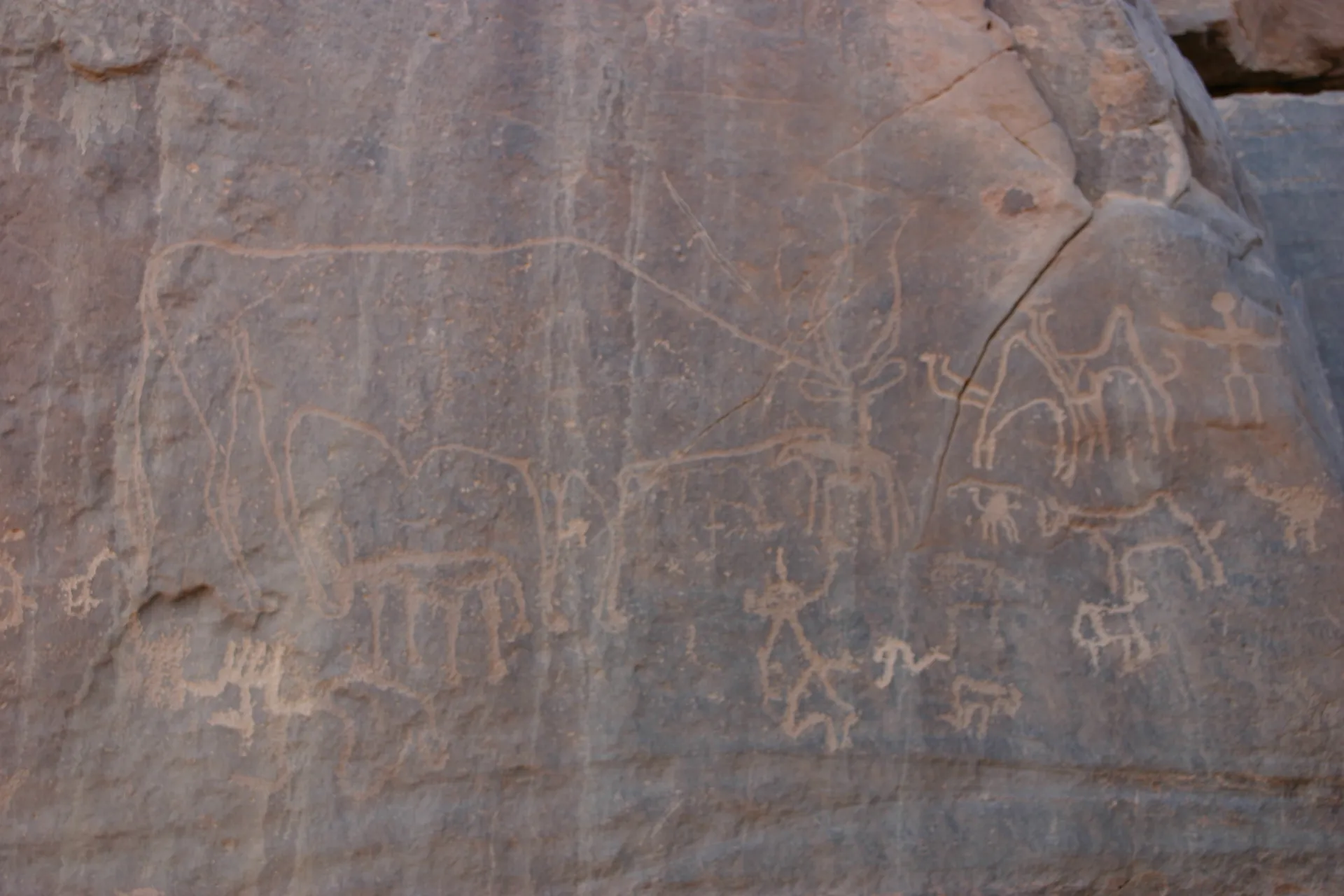Rotstekening van een prehistorisch rund (Bubalus antiquus), ca. 10.000 jaar oud; de andere figuren zijn recent en door vandalen gemaakt [Akakus gebergte]